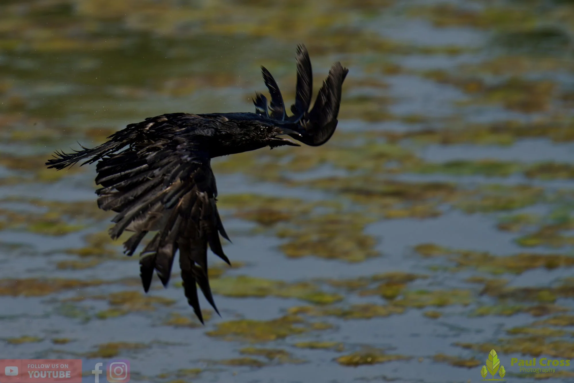Carrion Crow-00146.jpg