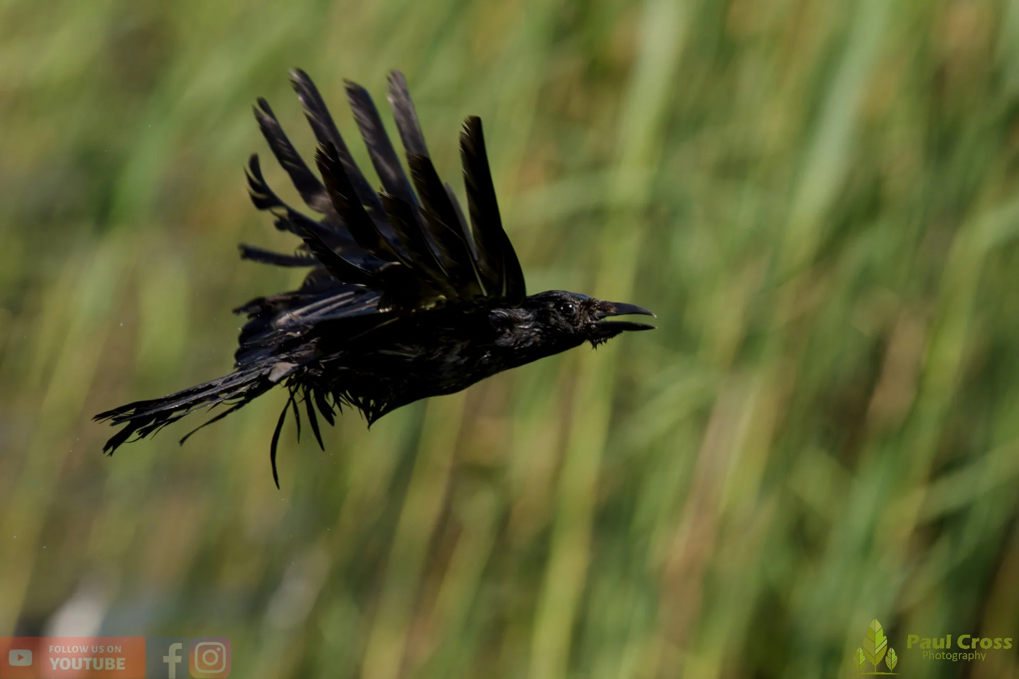 Carrion Crow-00147.jpg