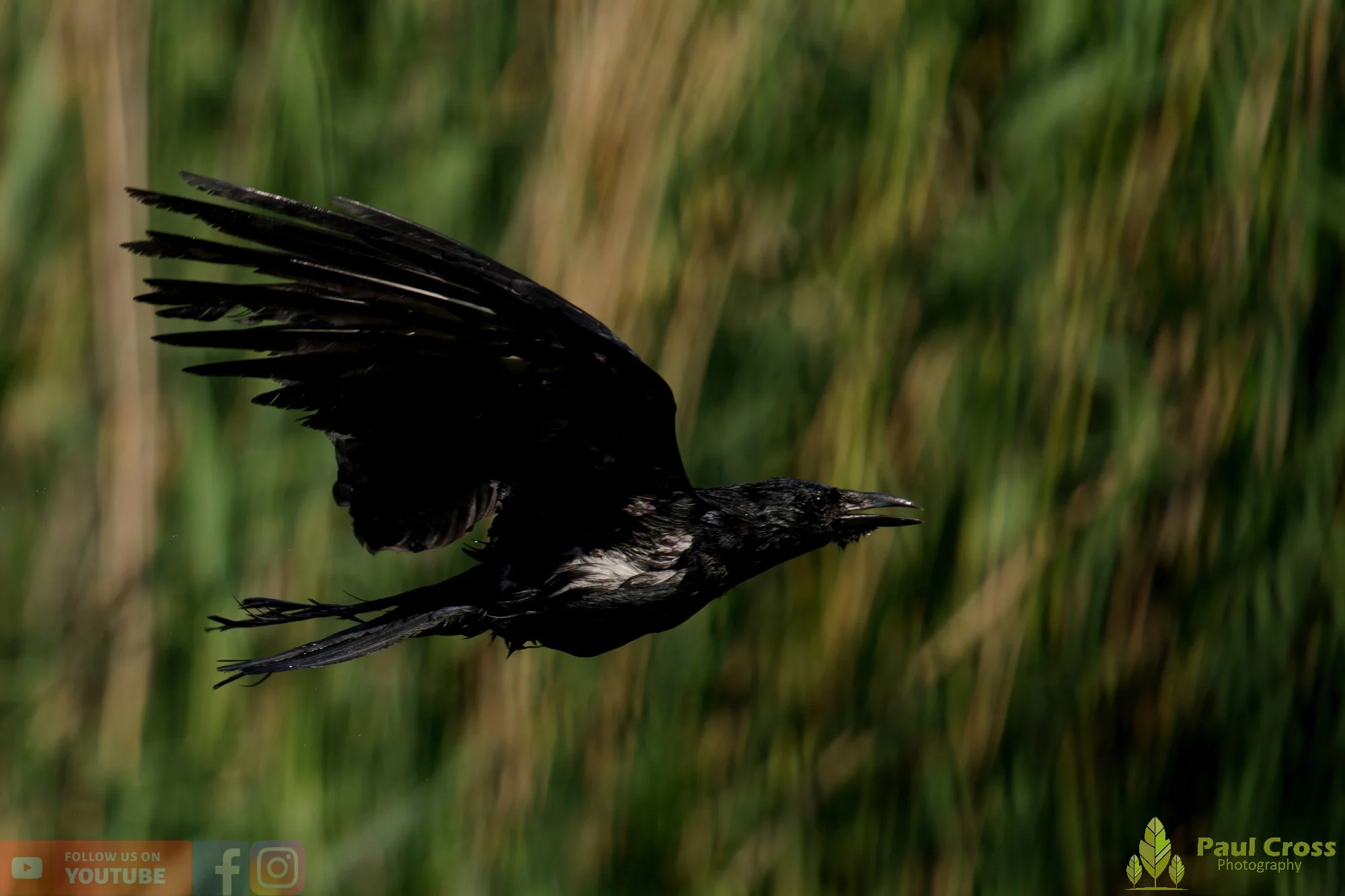Carrion Crow-00148.jpg