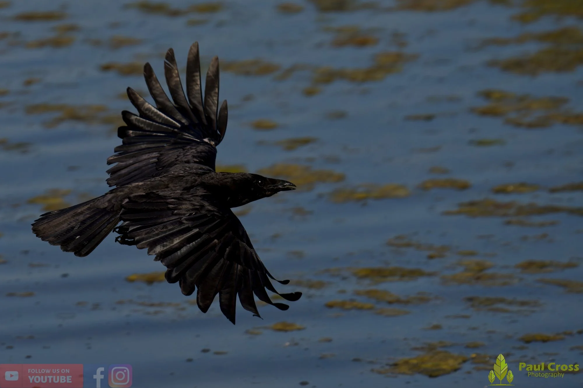 Carrion Crow-00149.jpg