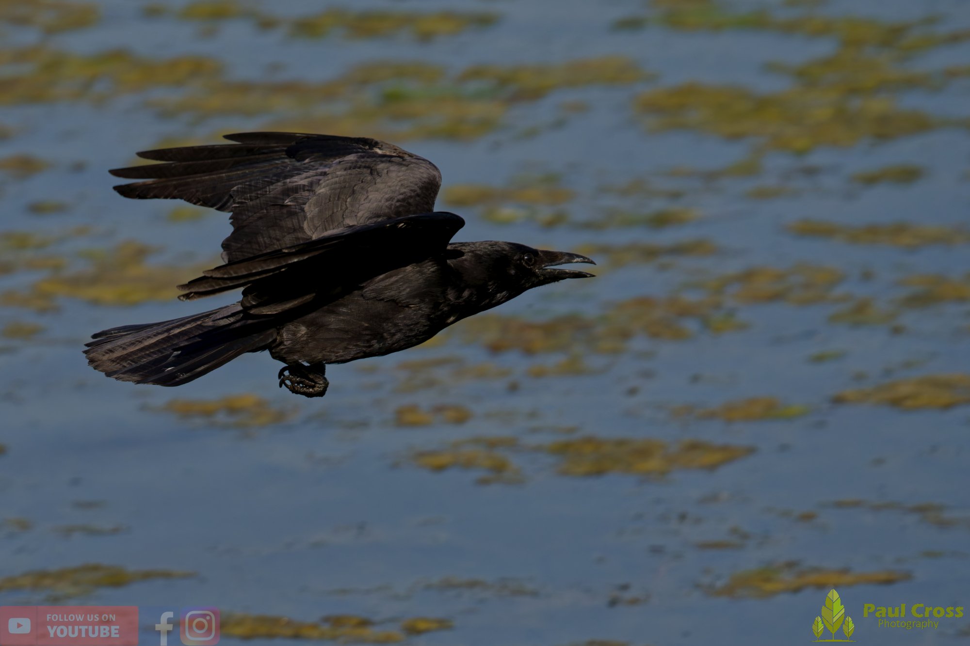 Carrion Crow-00150.jpg