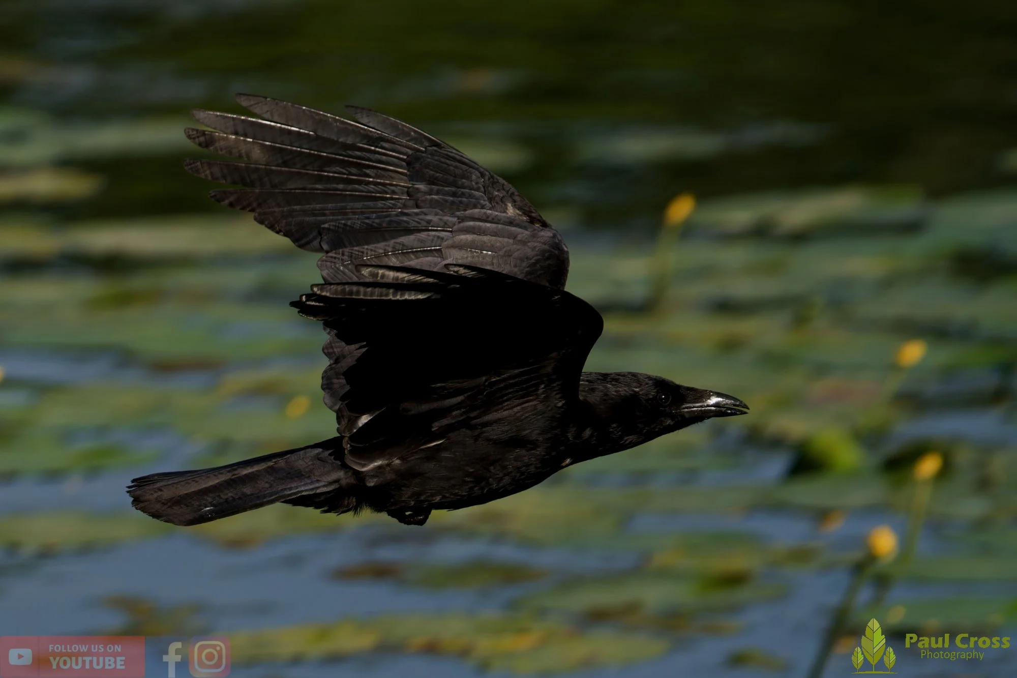 Carrion Crow-00151.jpg