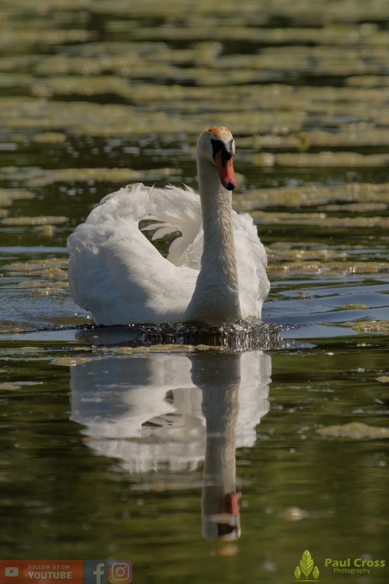 Mute Swan-00316.jpg