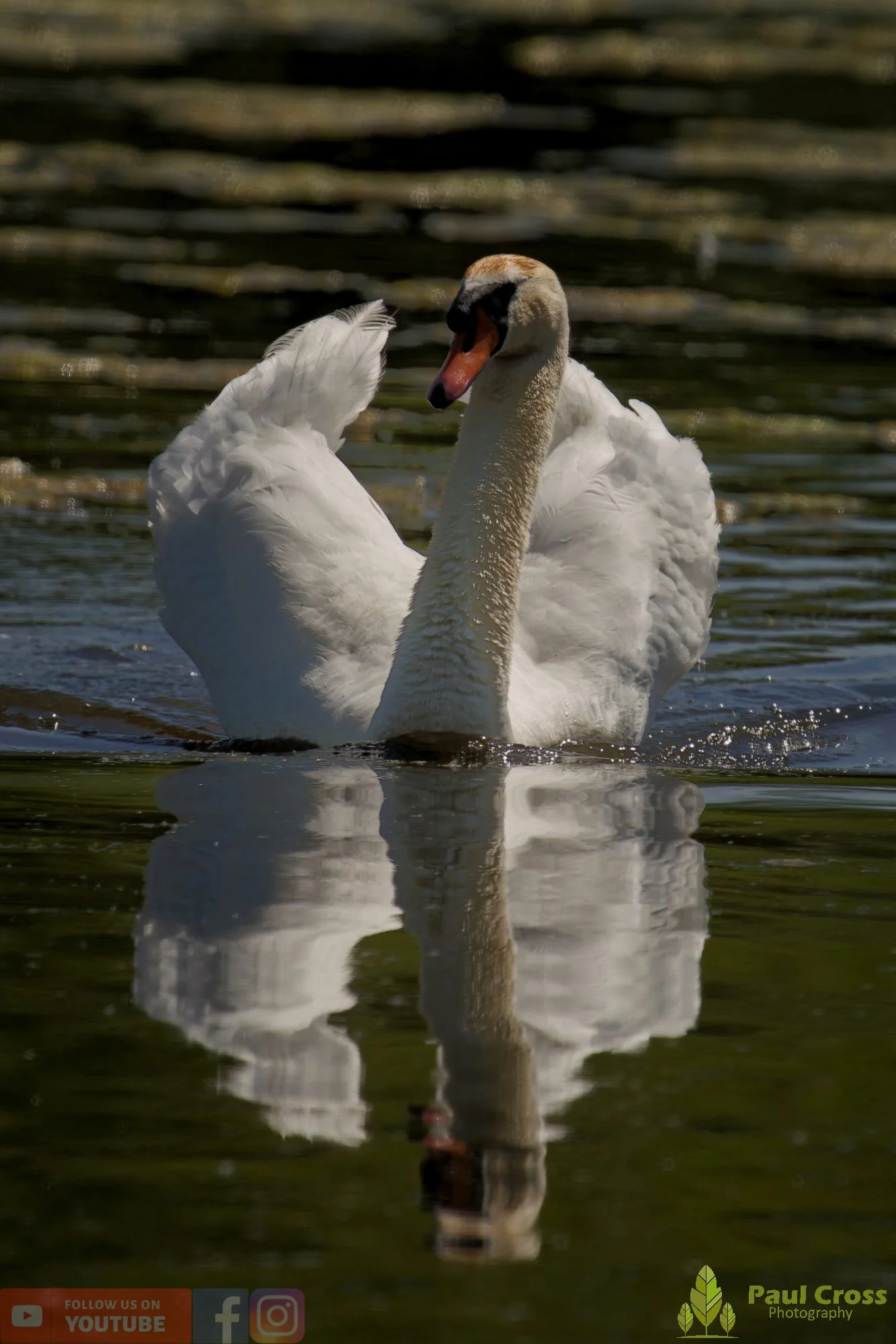 Mute Swan-00317.jpg