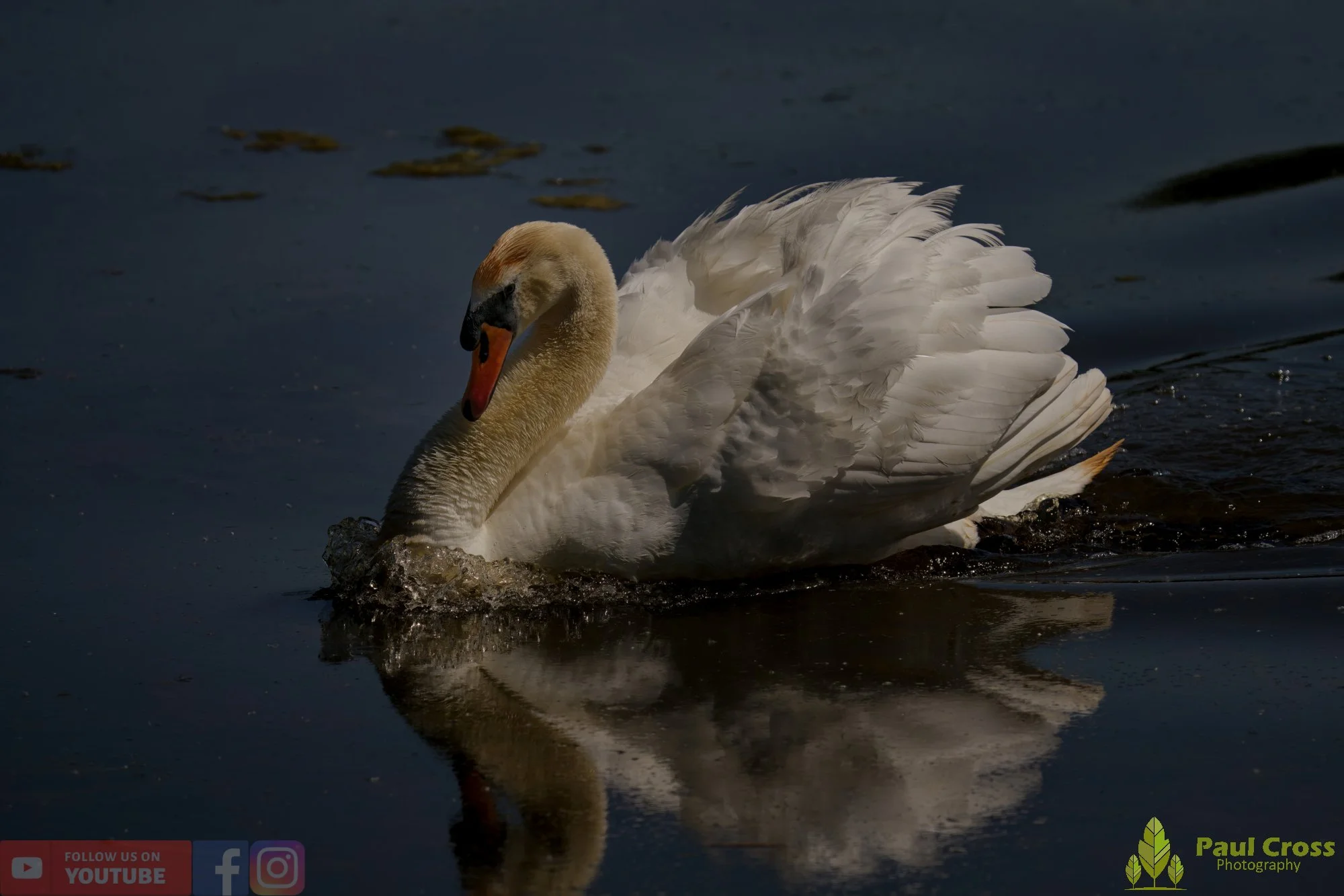 Mute Swan-00318.jpg