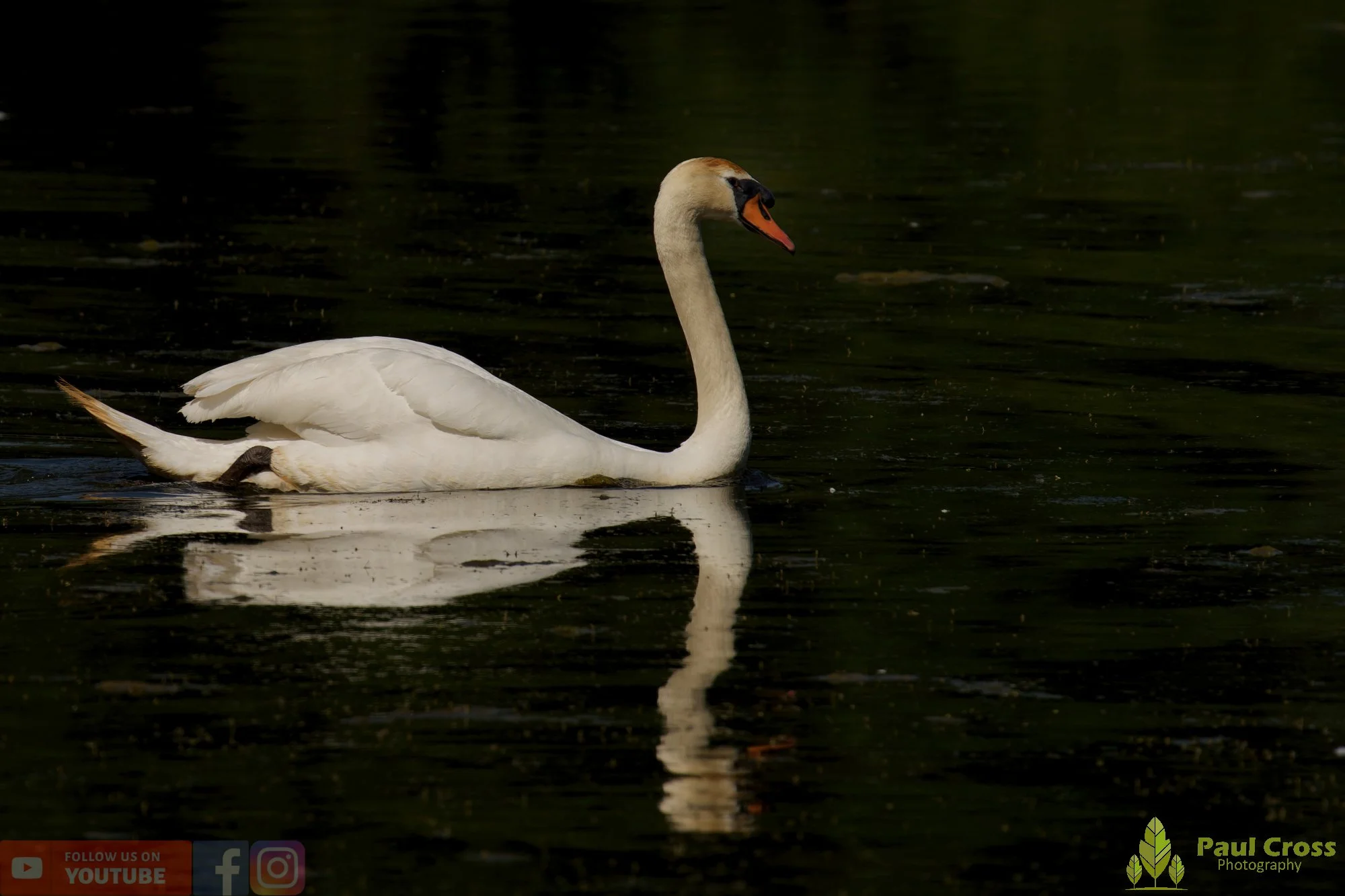 Mute Swan-00319.jpg