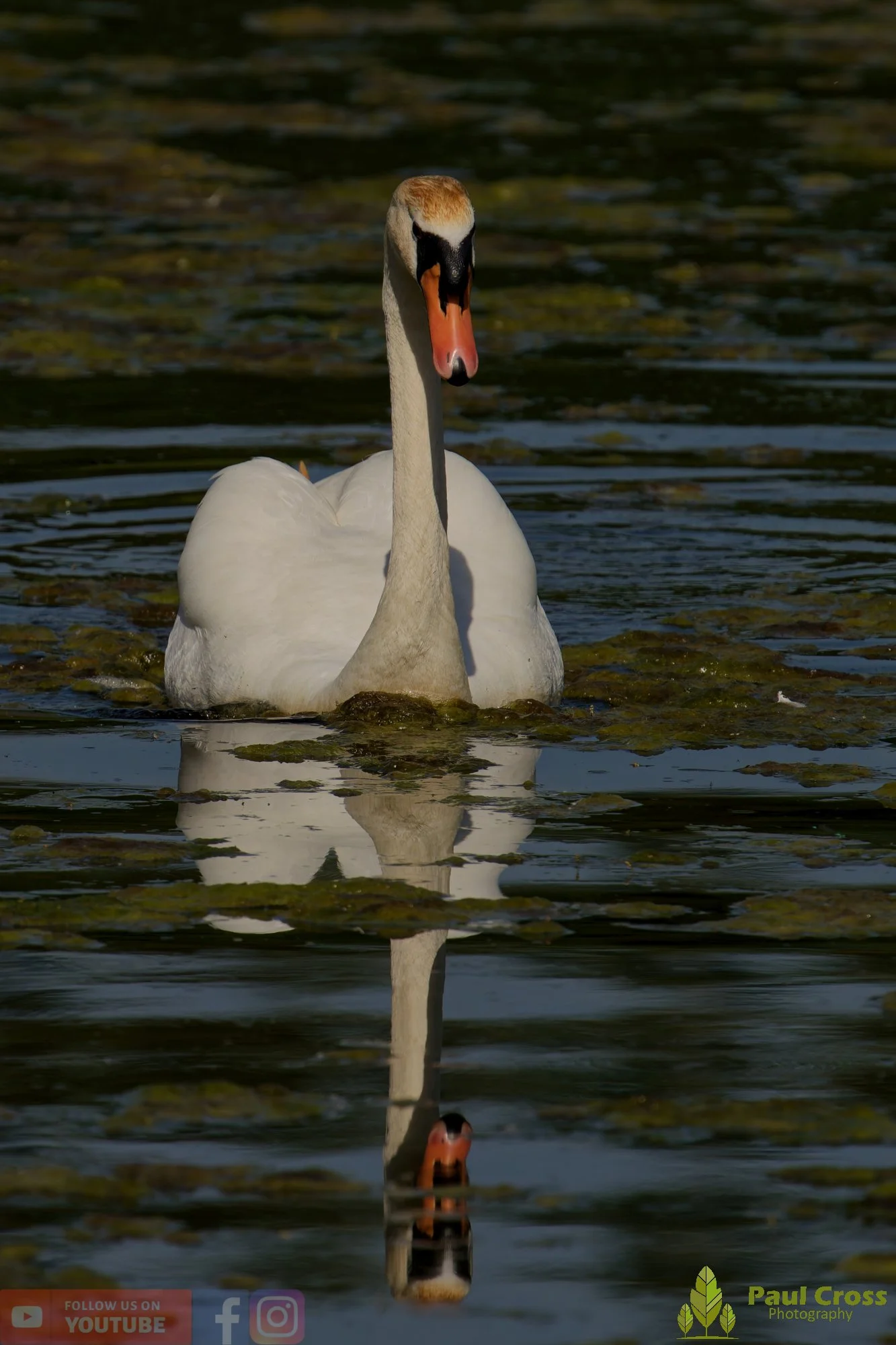 Mute Swan-00320.jpg