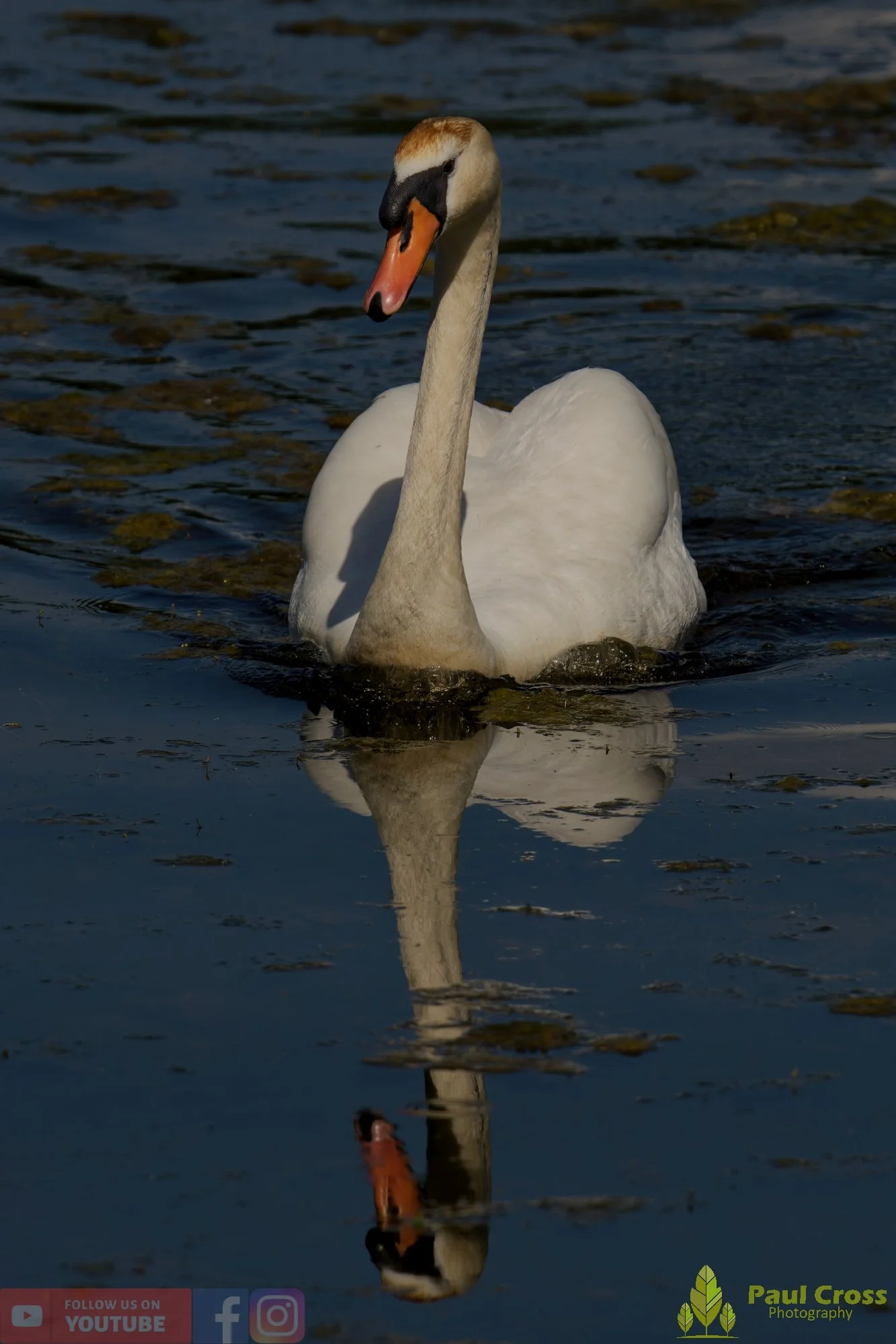 Mute Swan-00321.jpg