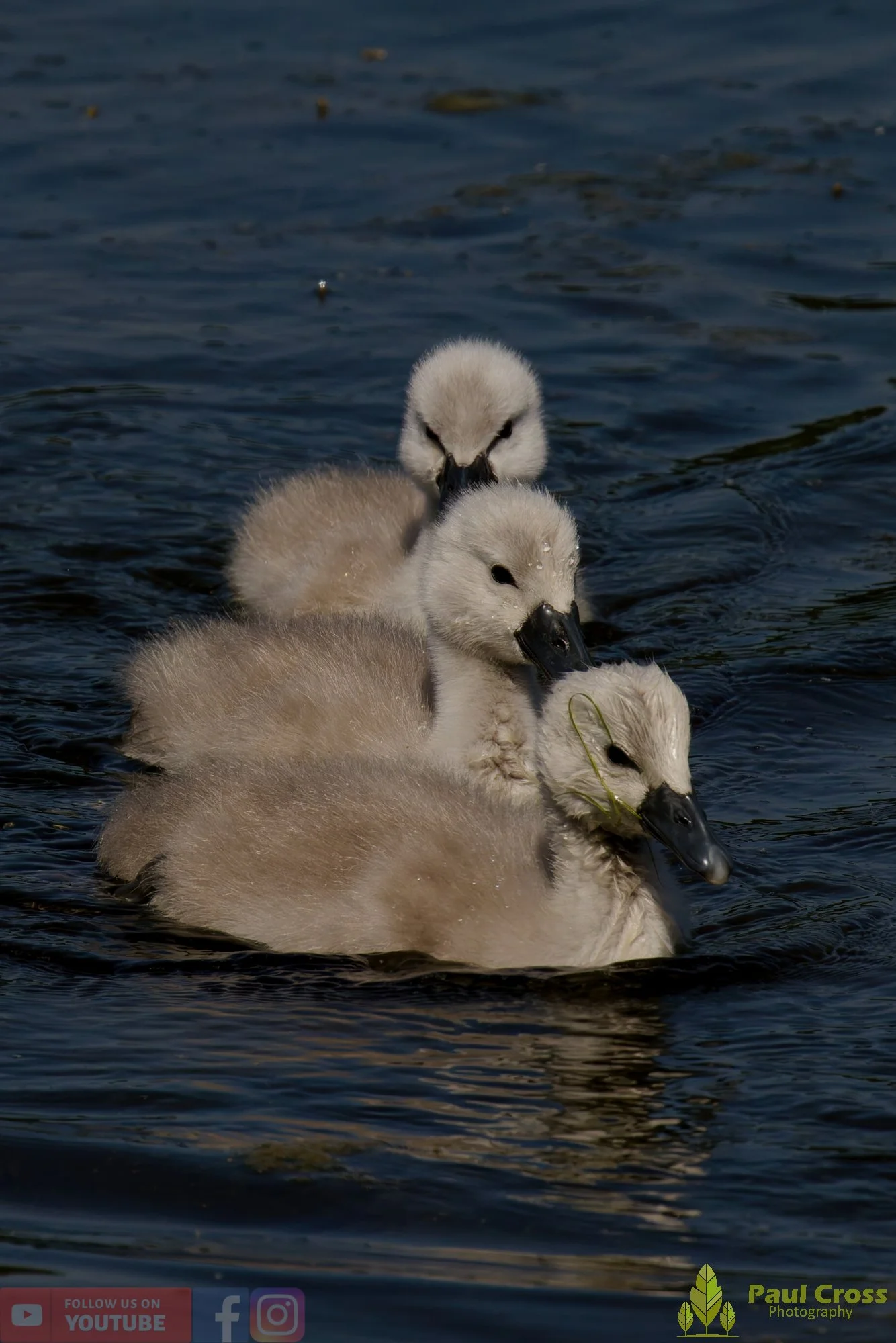 Mute Swan-00322.jpg