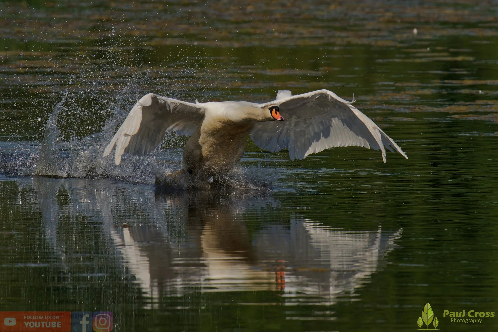 Mute Swan-00323.jpg