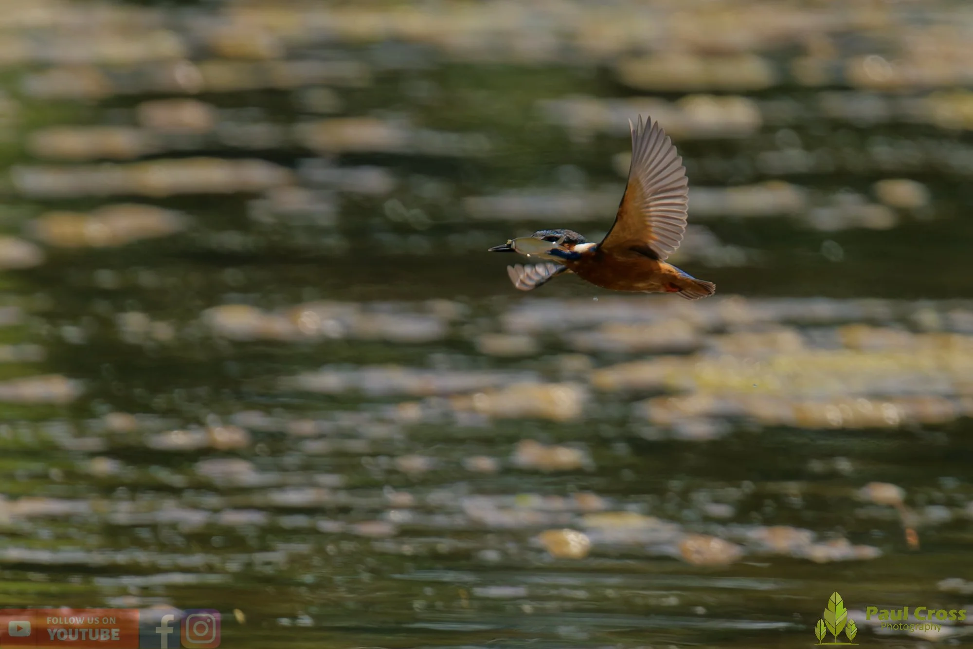 Kingfisher-00773.jpg
