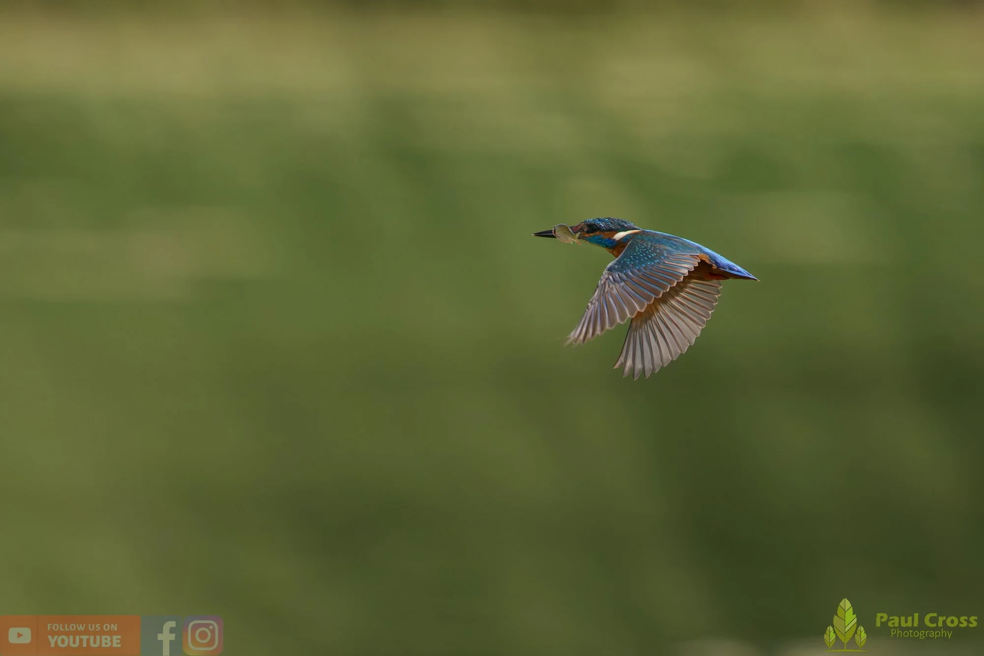 Kingfisher-00774.jpg