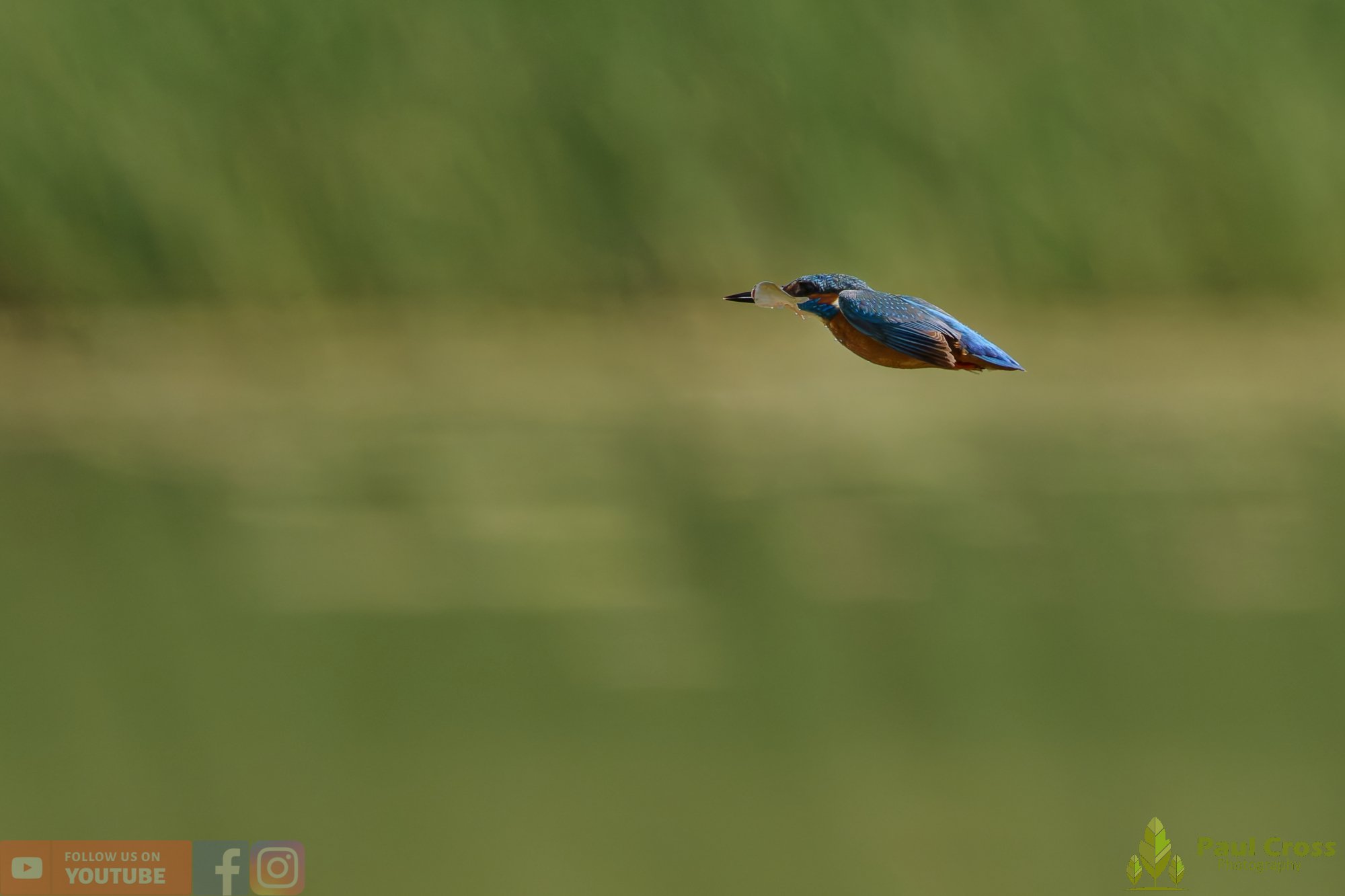 Kingfisher-00775.jpg