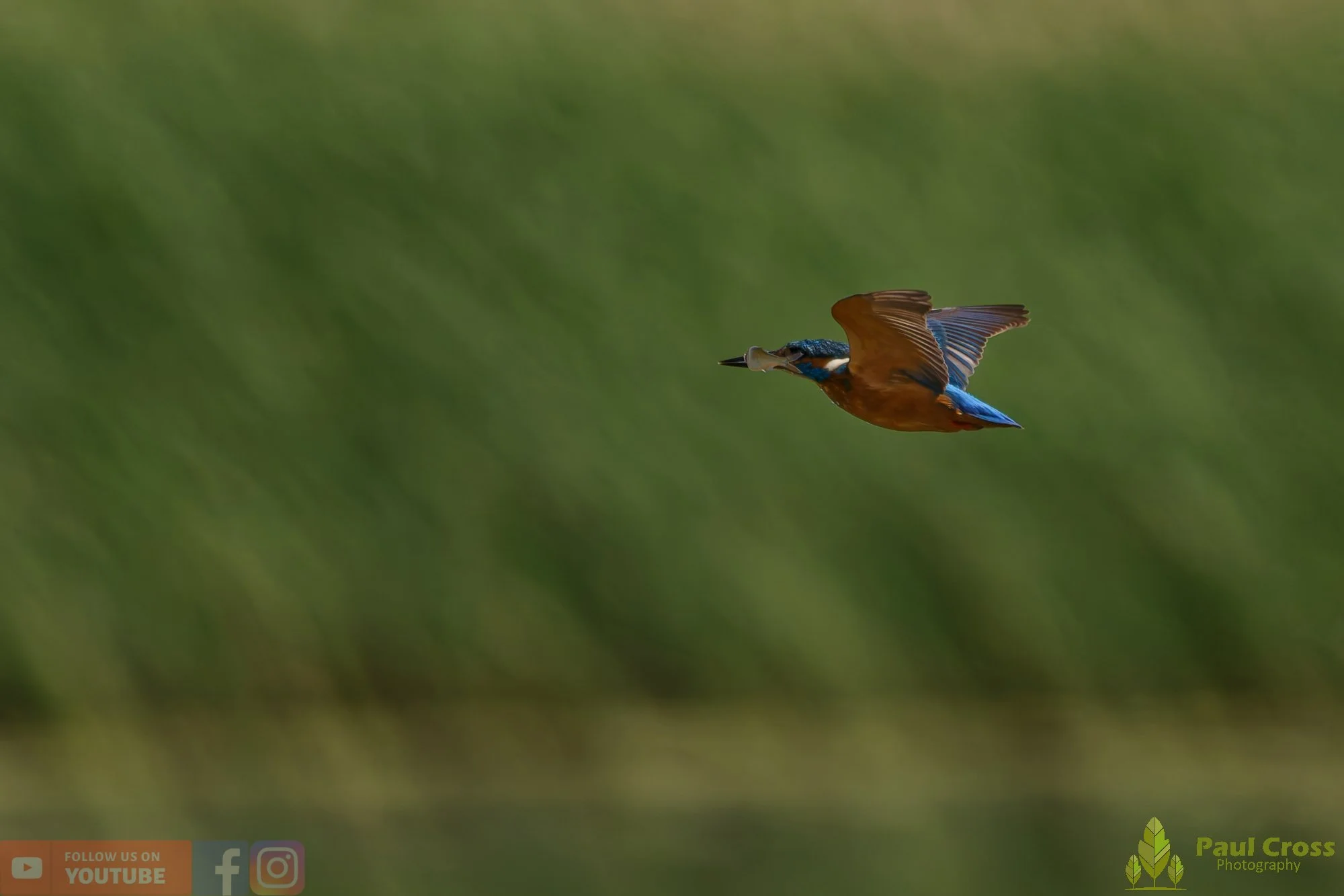 Kingfisher-00776.jpg