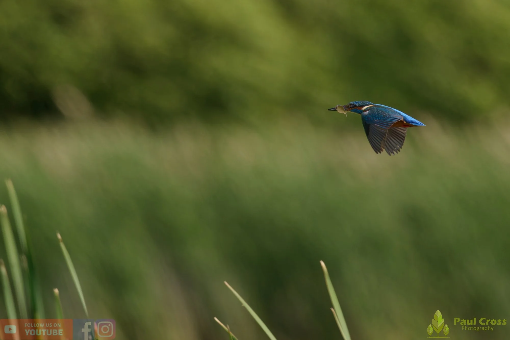 Kingfisher-00777.jpg
