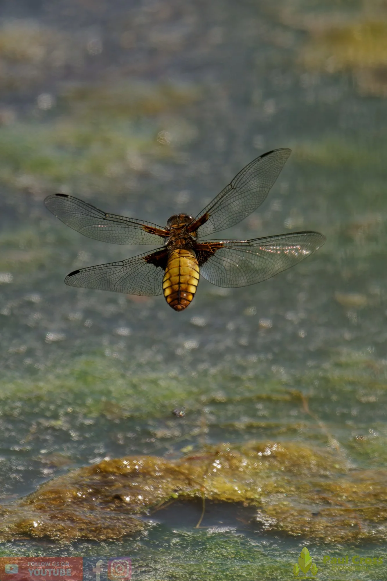 Broad-Bodied Chaser-00093.jpg