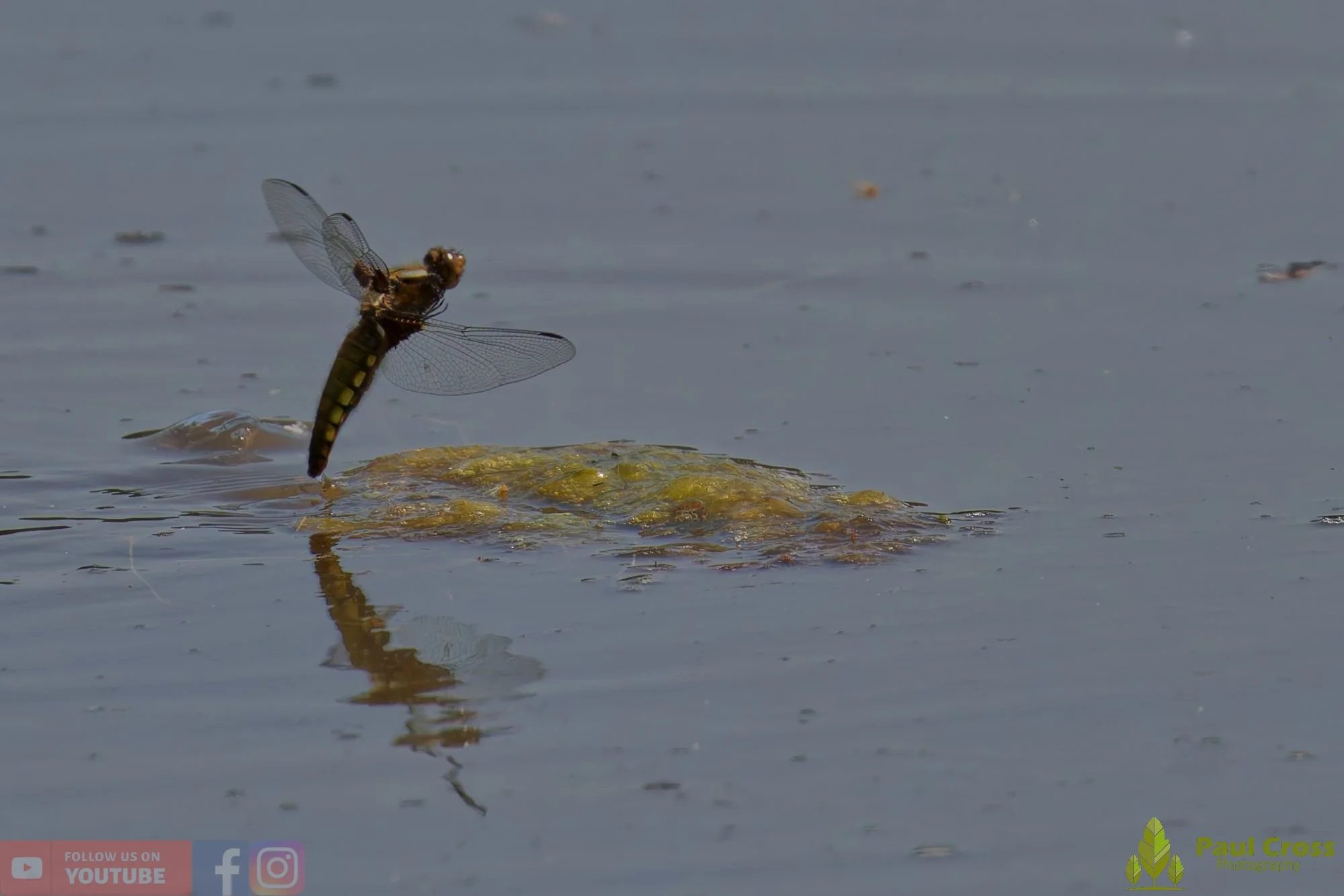 Broad-Bodied Chaser-00094.jpg