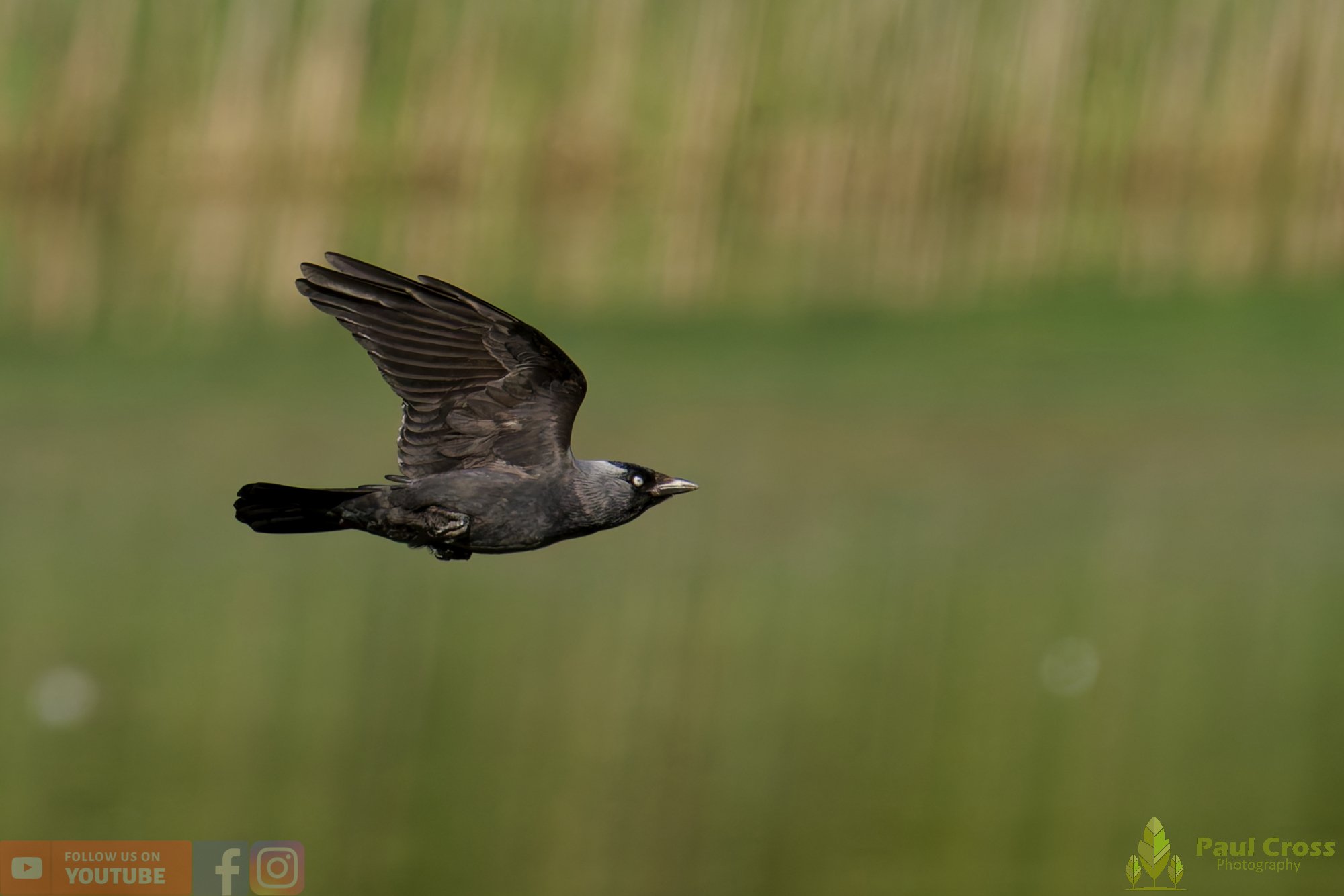 Jackdaw-00024.jpg