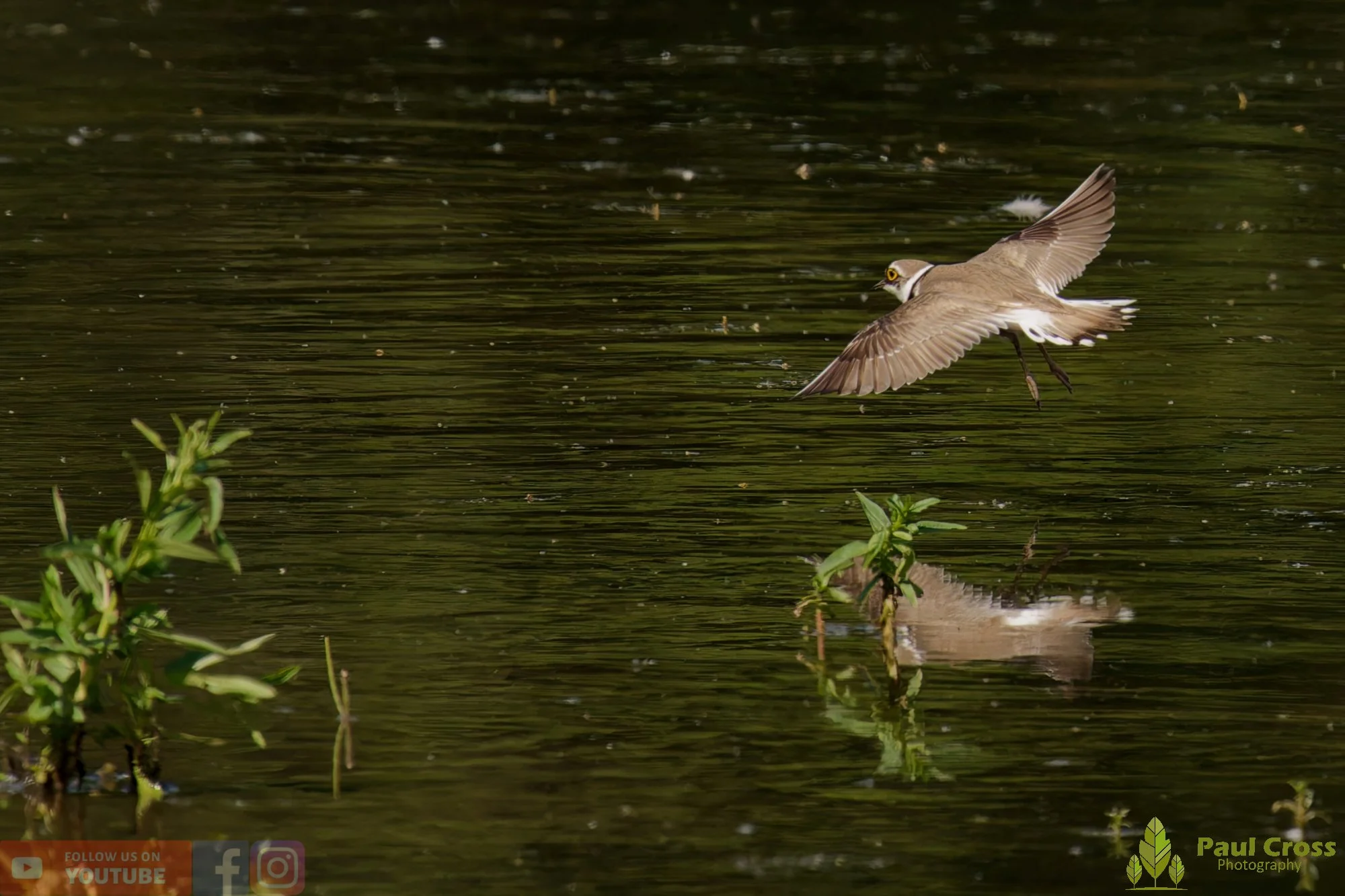 Little Ringed Plover-00147.jpg