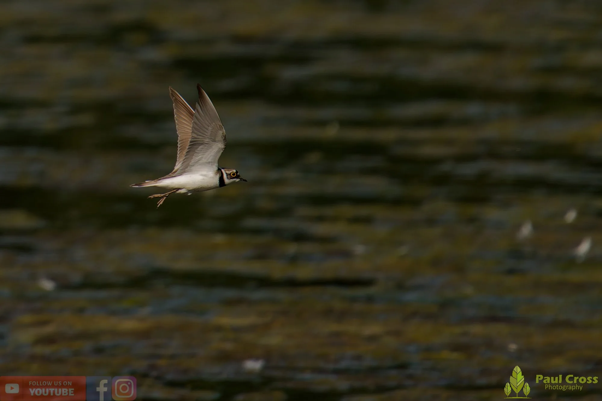 Little Ringed Plover-00150.jpg