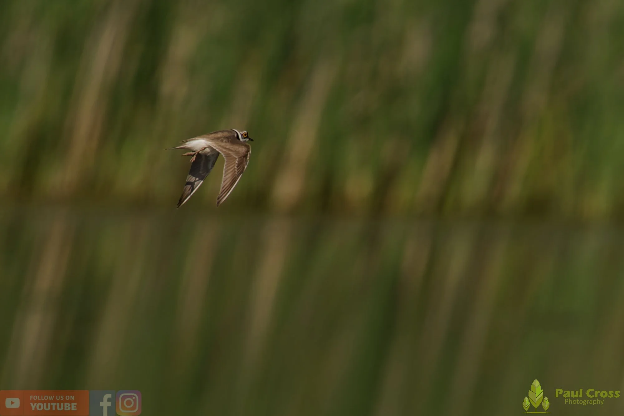 Little Ringed Plover-00151.jpg