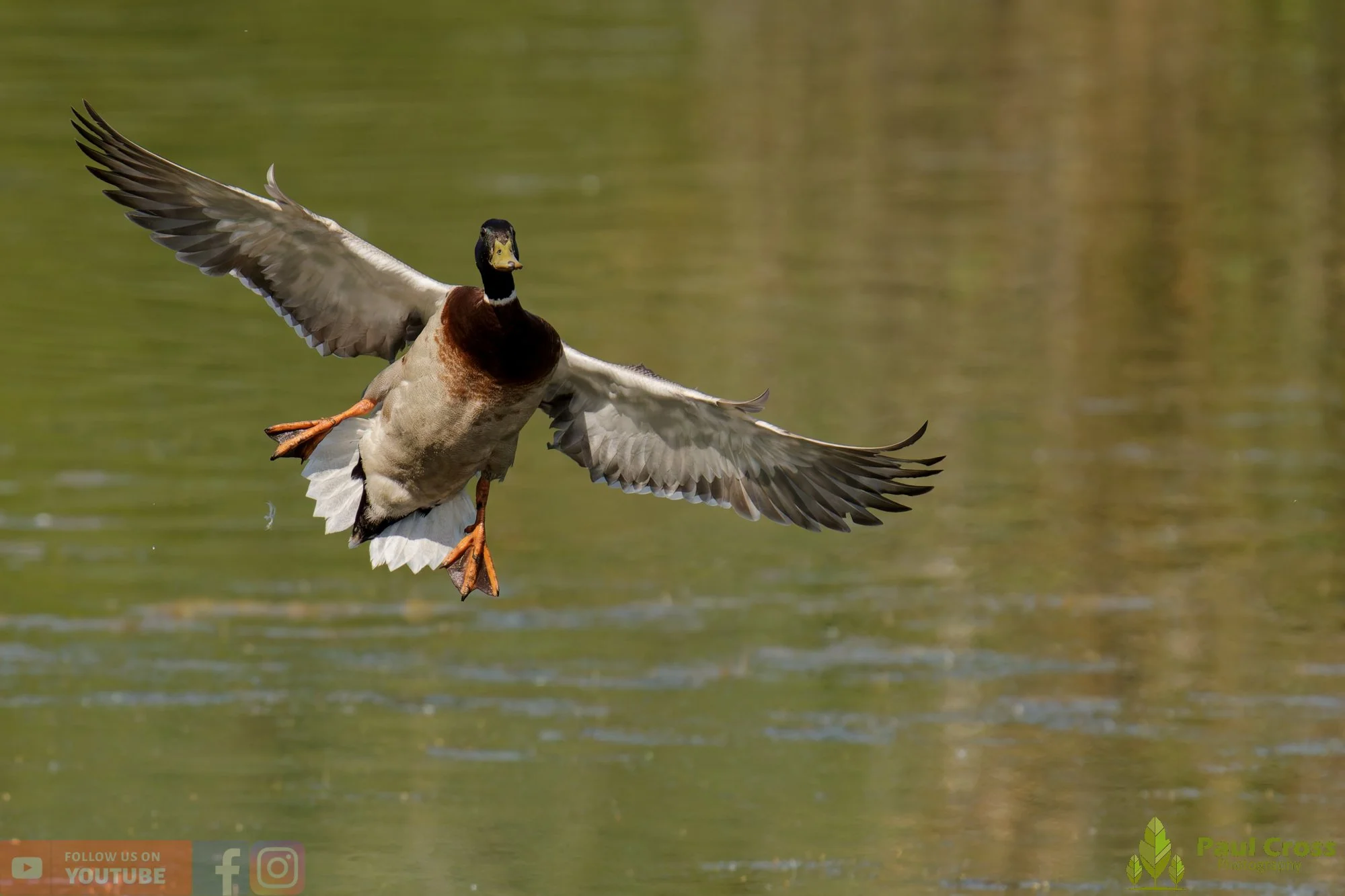 Mallard Duck-01267.jpg
