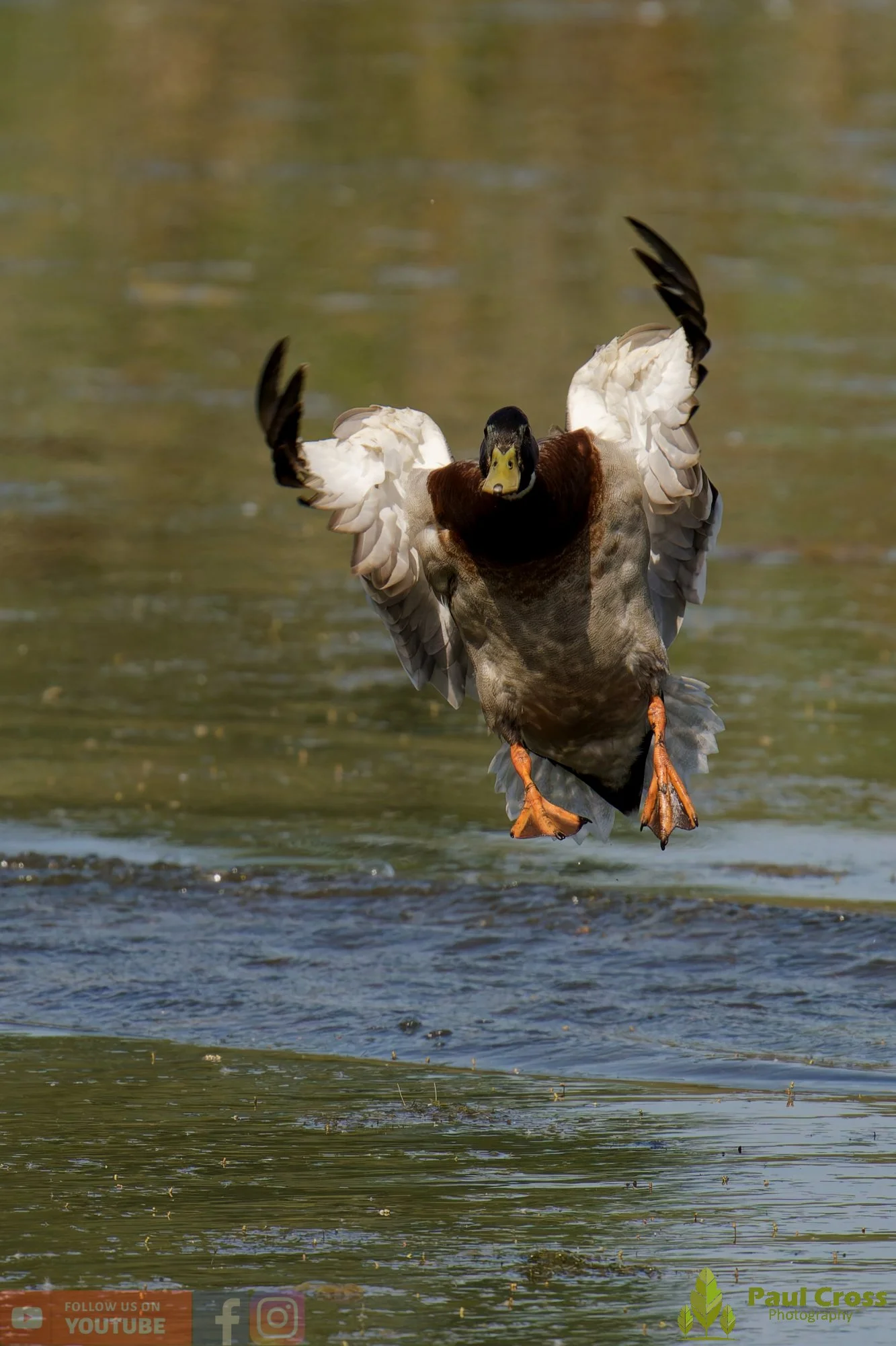 Mallard Duck-01268.jpg