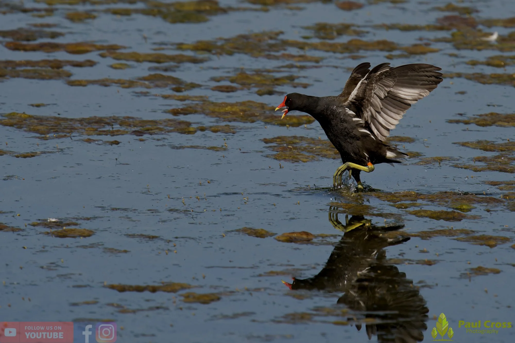 Moorhen-00271.jpg