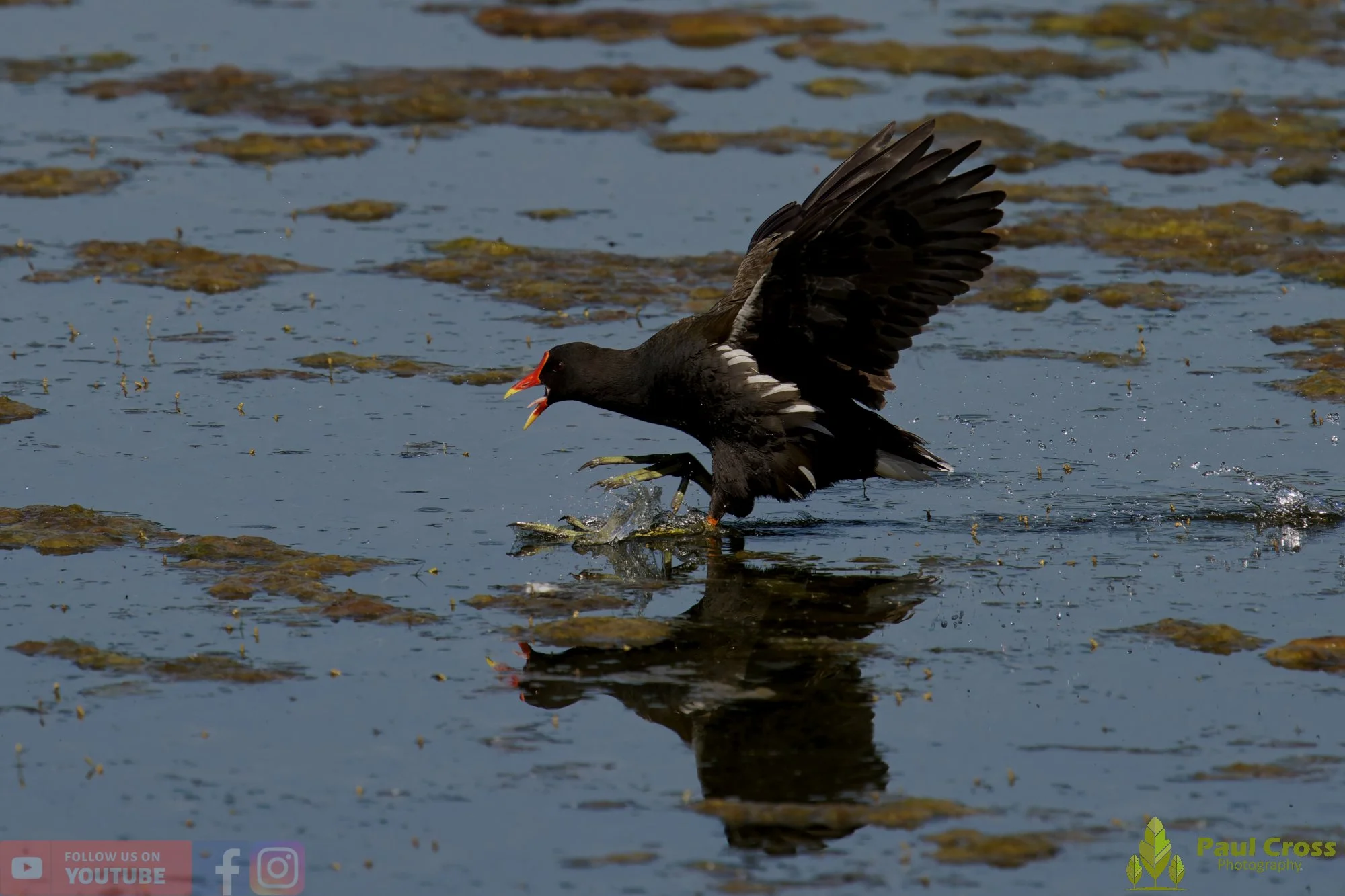 Moorhen-00272.jpg
