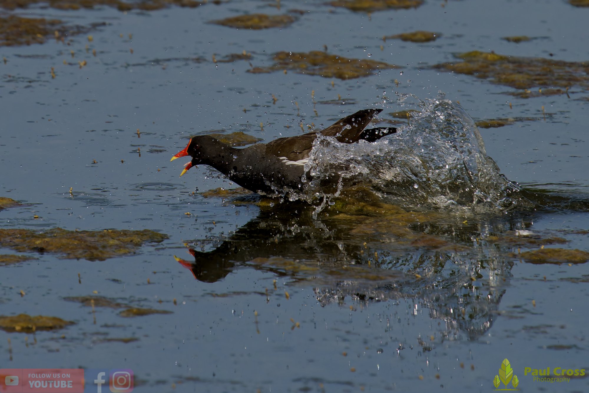Moorhen-00273.jpg