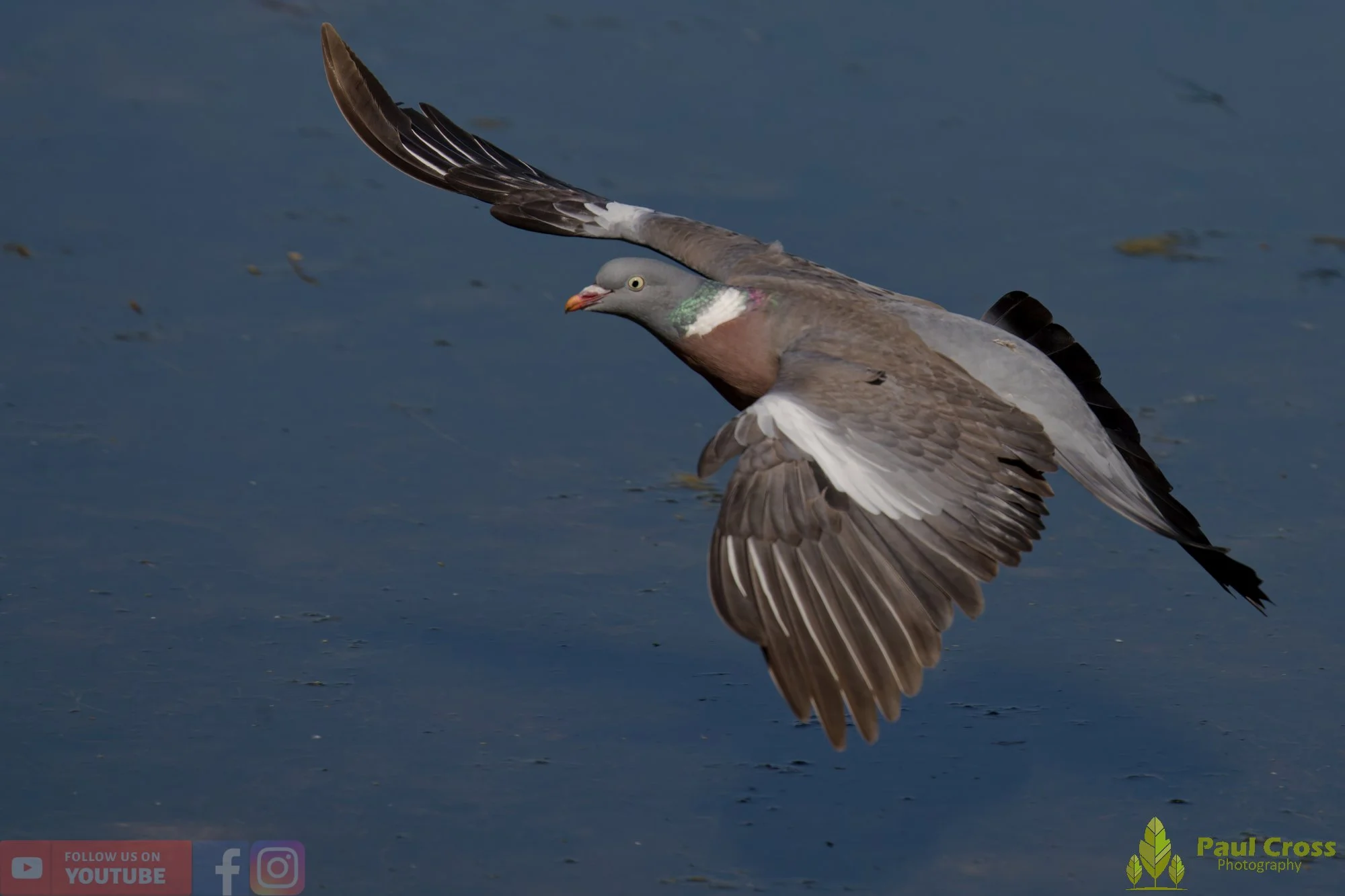 Wood Pigeon-00190.jpg