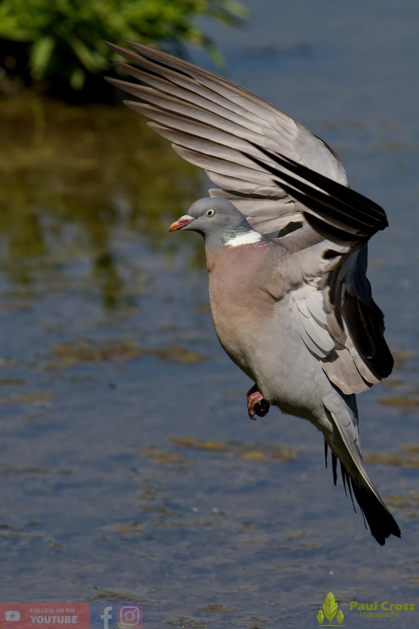 Wood Pigeon-00191.jpg