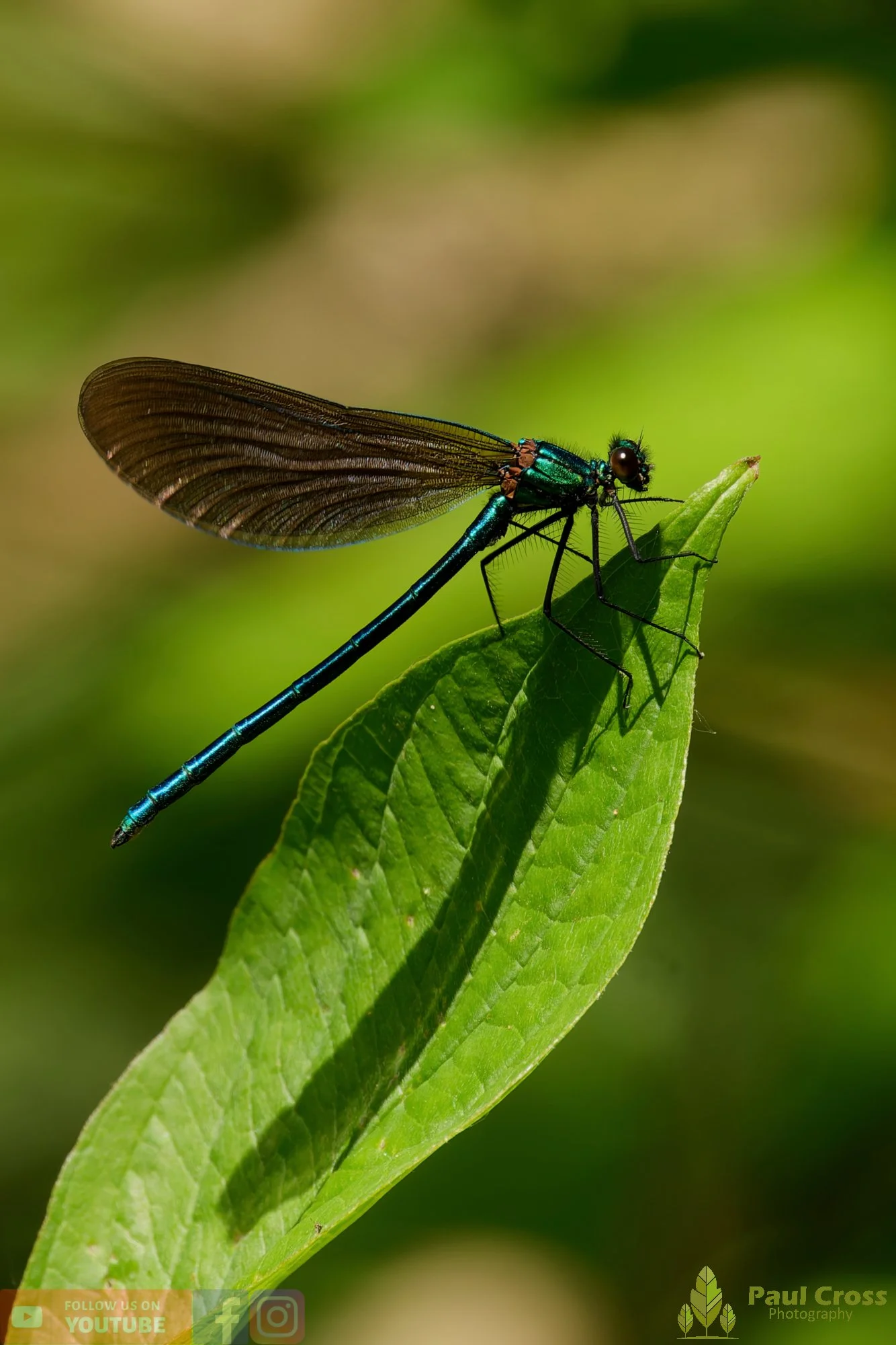 Beautiful Demoiselle-00052.jpg