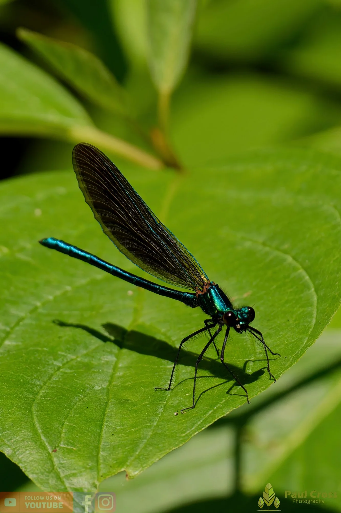 Beautiful Demoiselle-00051.jpg