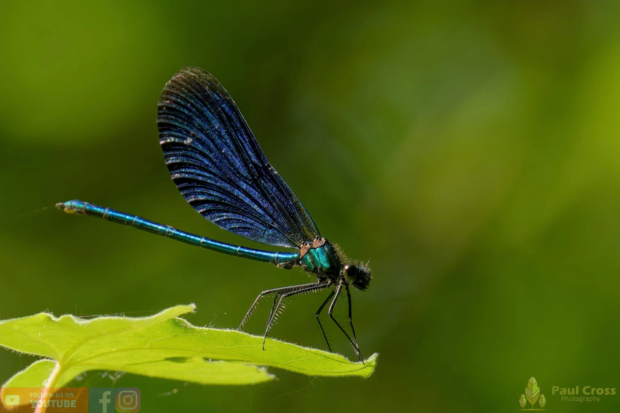 Beautiful Demoiselle-00053.jpg