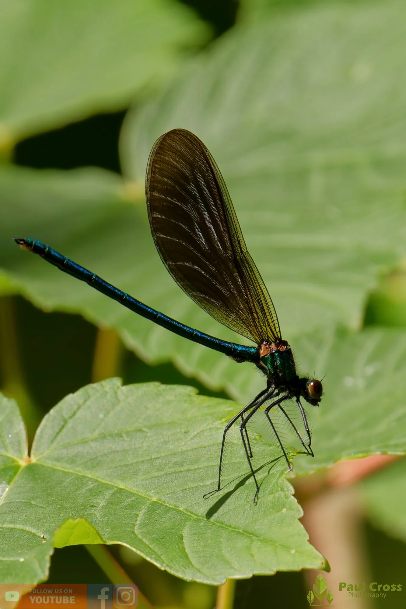 Beautiful Demoiselle-00054.jpg