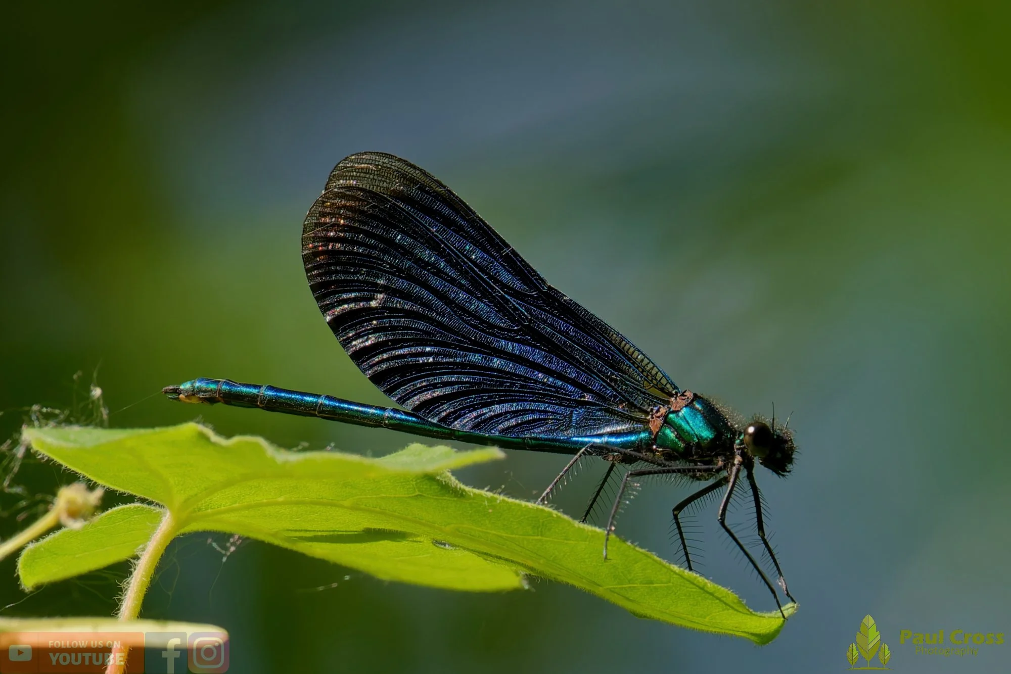 Beautiful Demoiselle-00055.jpg