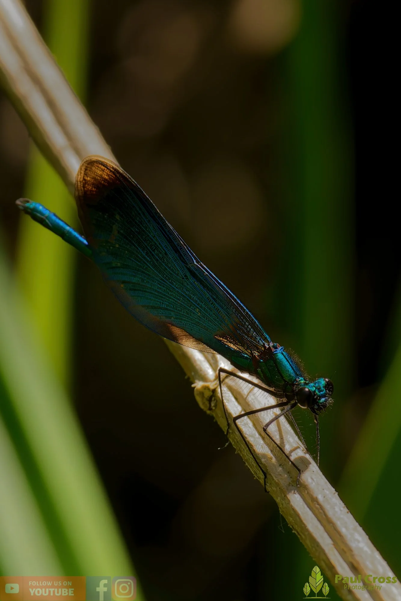 Beautiful Demoiselle-00056.jpg