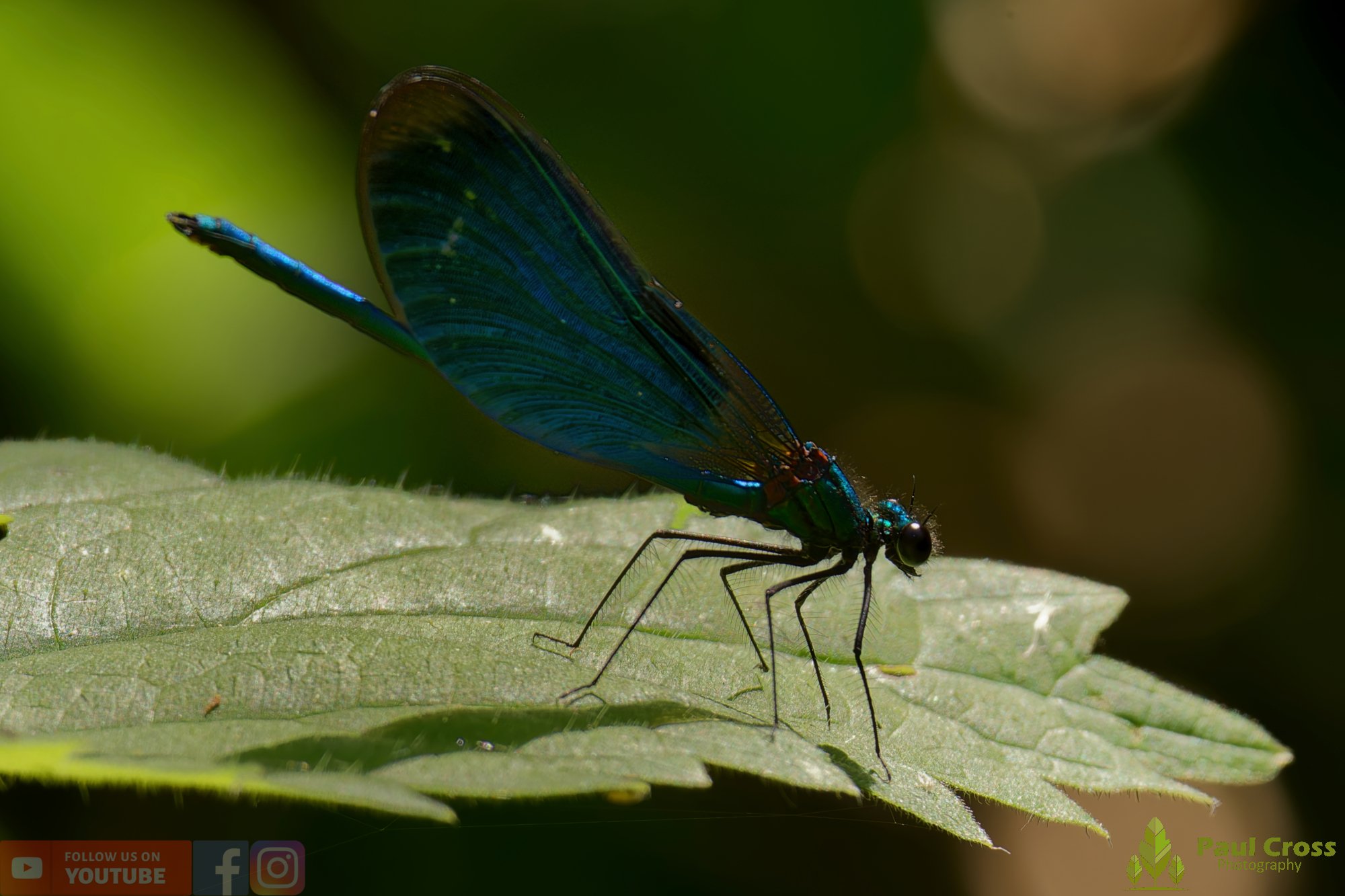 Beautiful Demoiselle-00057.jpg