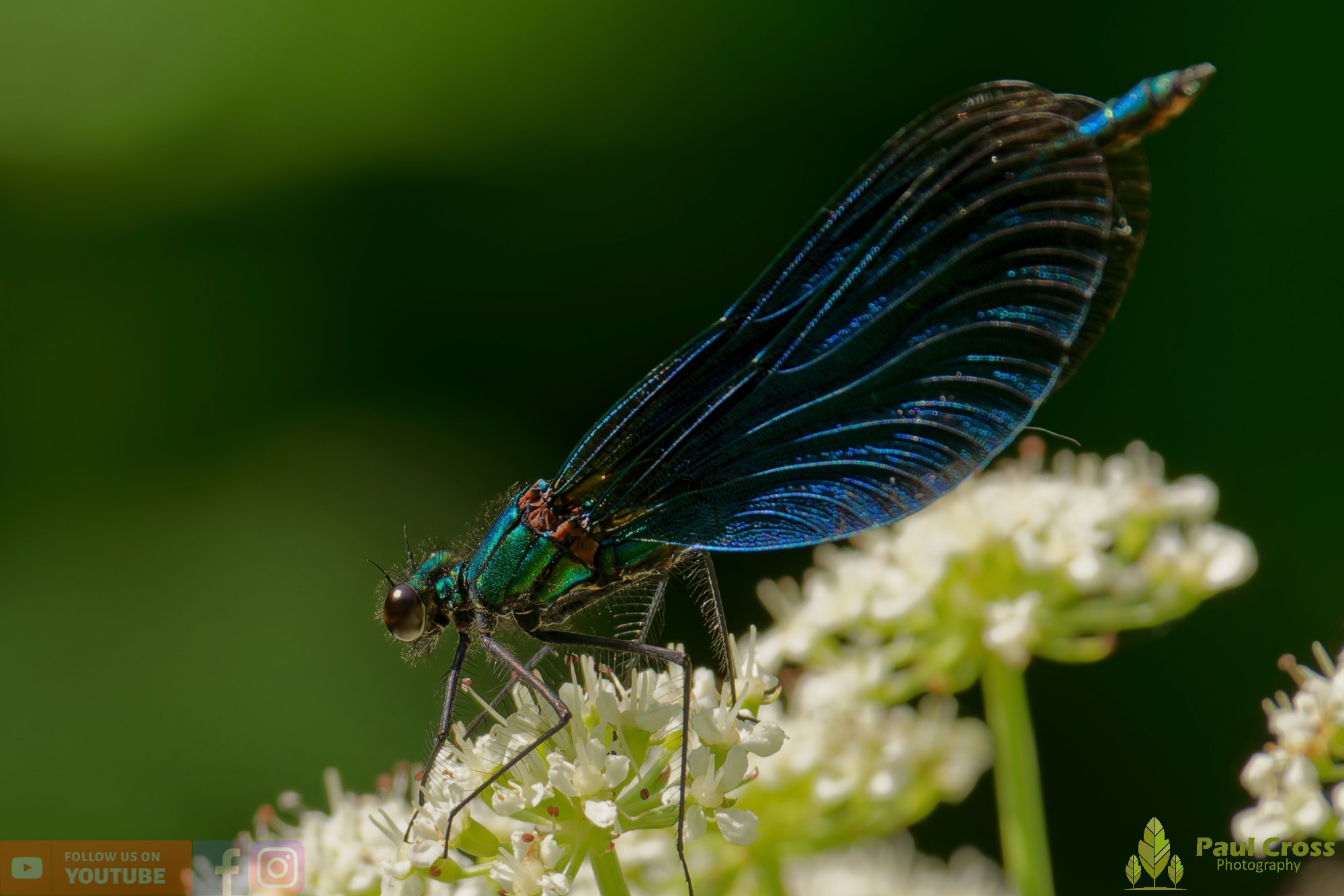 Beautiful Demoiselle-00058.jpg