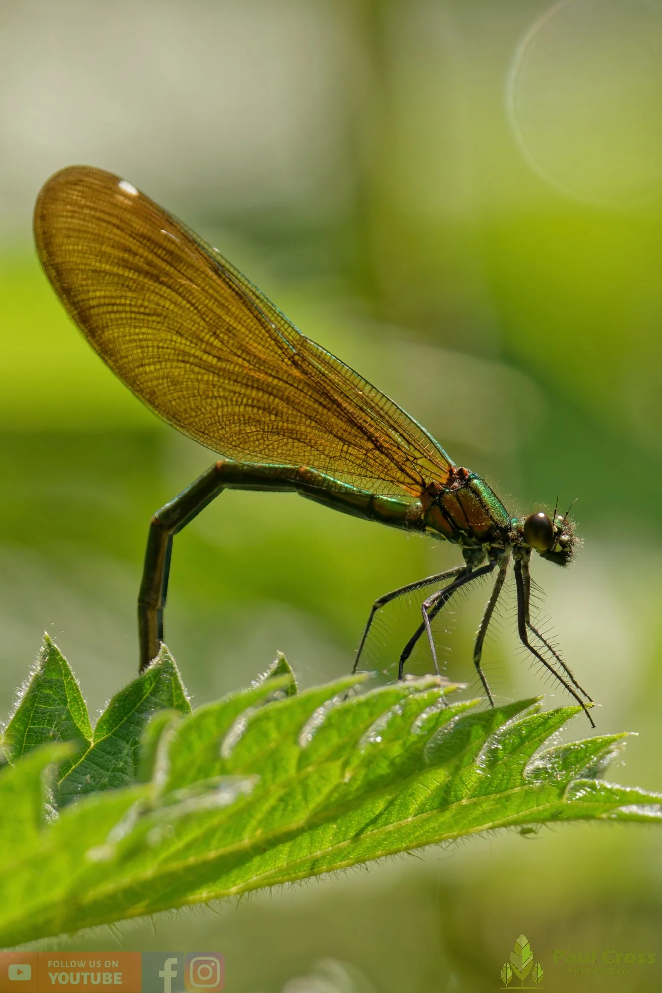 Beautiful Demoiselle-00060.jpg