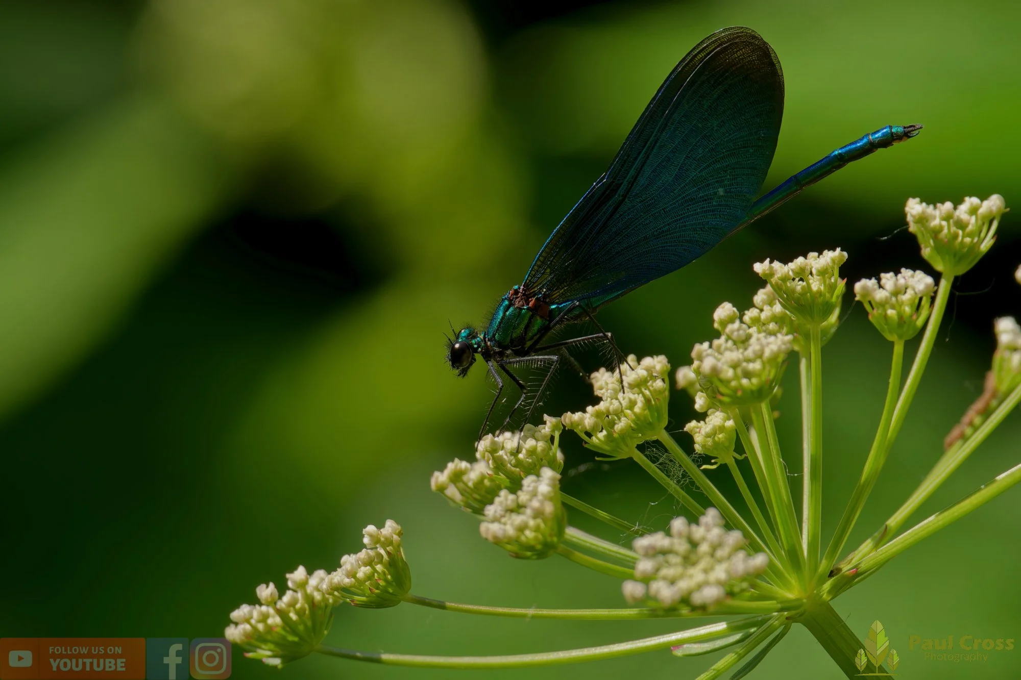 Beautiful Demoiselle-00061.jpg