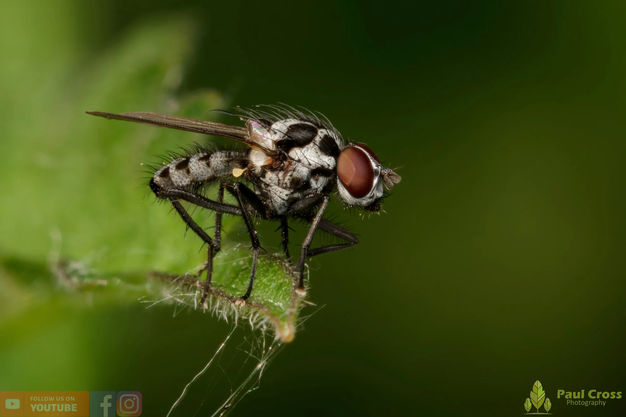 Anthomyia Procellaris-00003.jpg