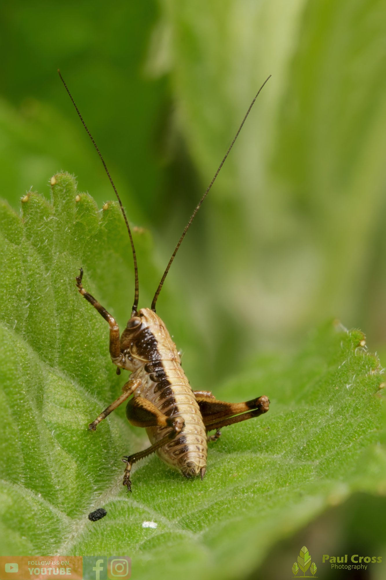 Dark Bush-Cricket - Pholidoptera Griseoaptera-00021.jpg