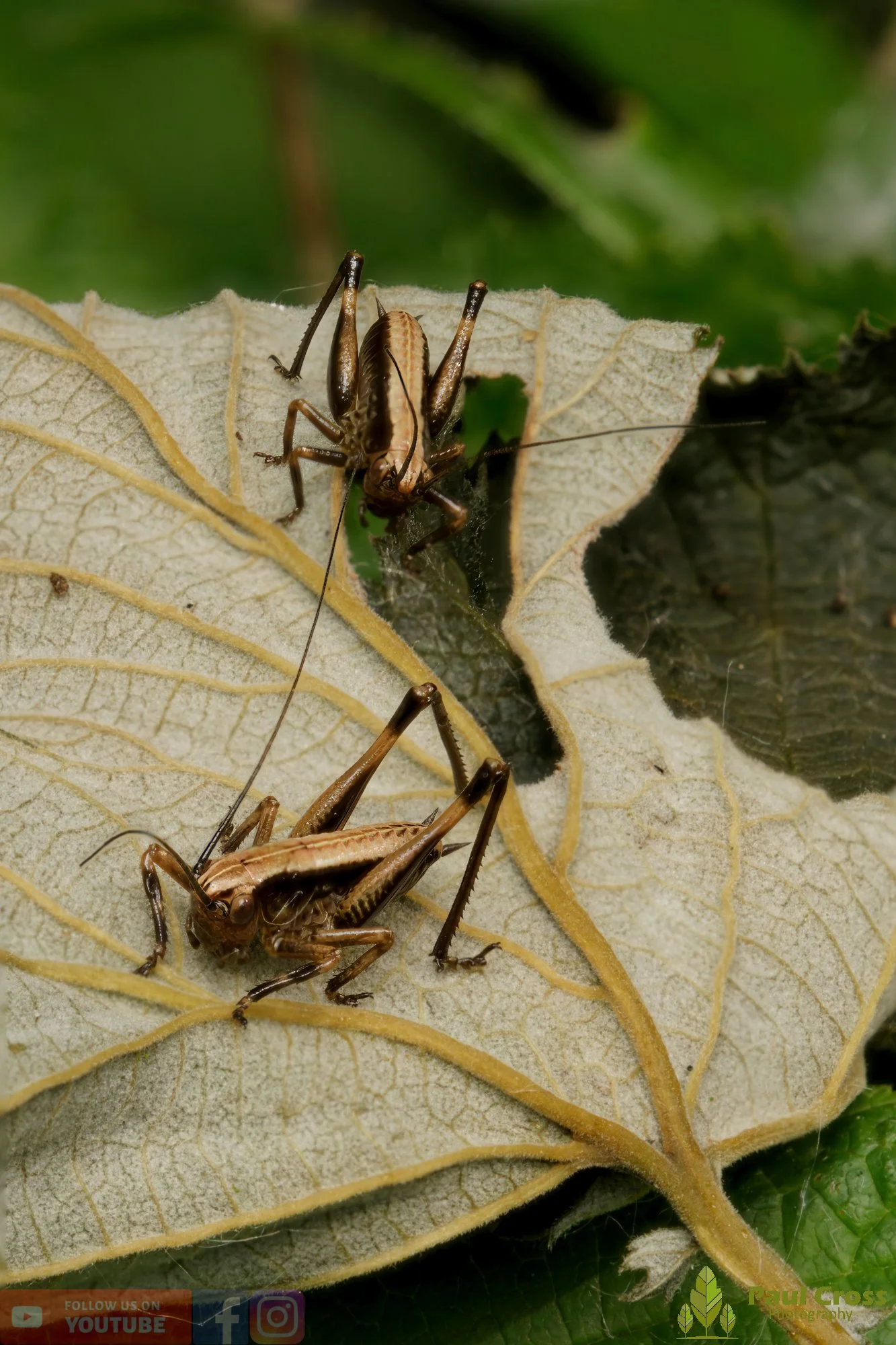 Dark Bush-Cricket - Pholidoptera Griseoaptera-00022.jpg