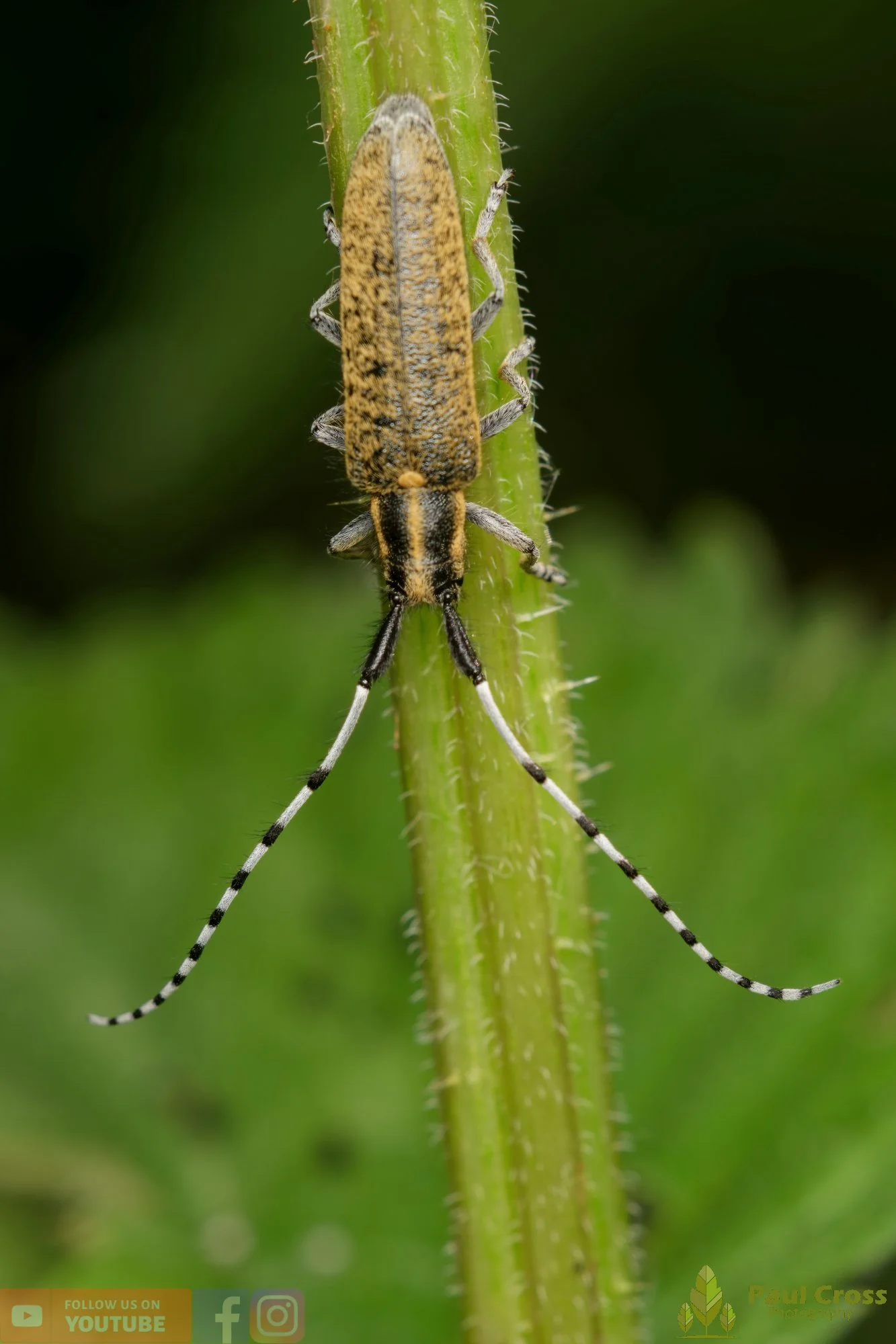 Golden-bloomed Grey Longhorn-00001.jpg