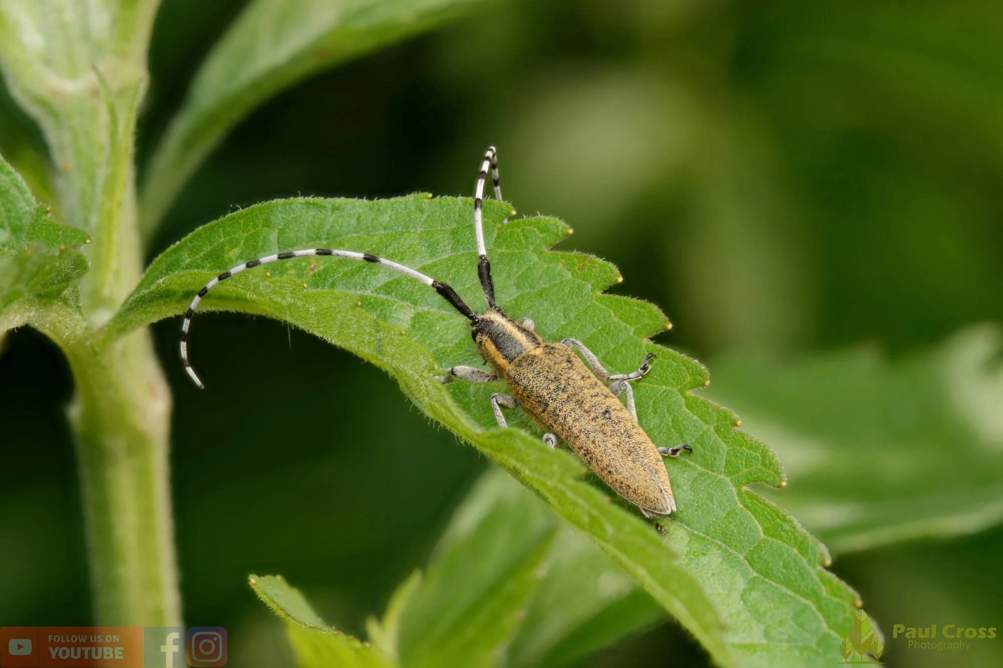 Golden-bloomed Grey Longhorn-00002.jpg