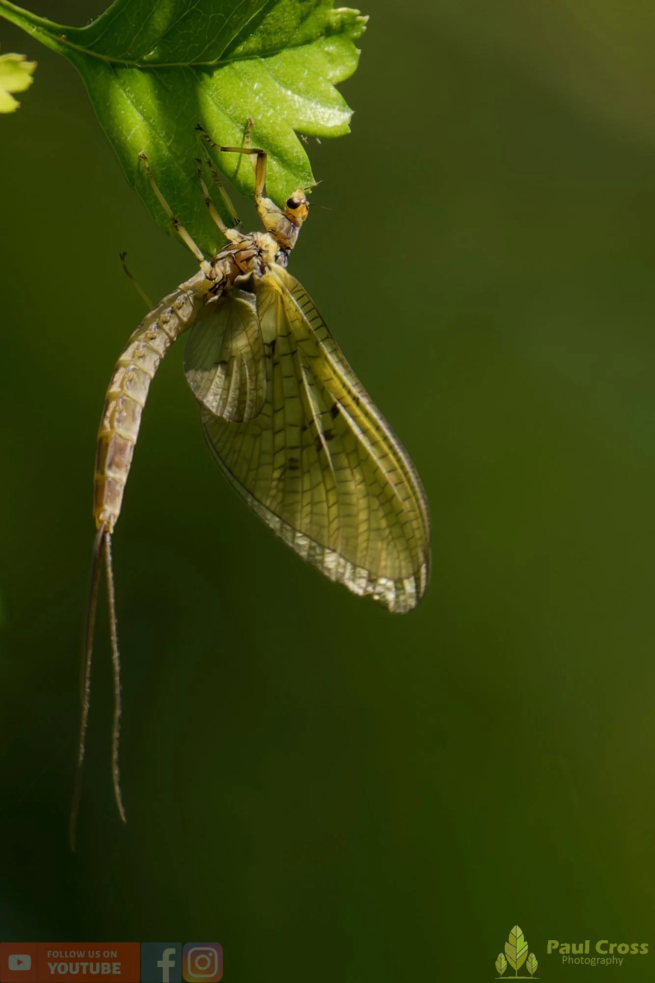 Green Drake Mayfly-00001.jpg