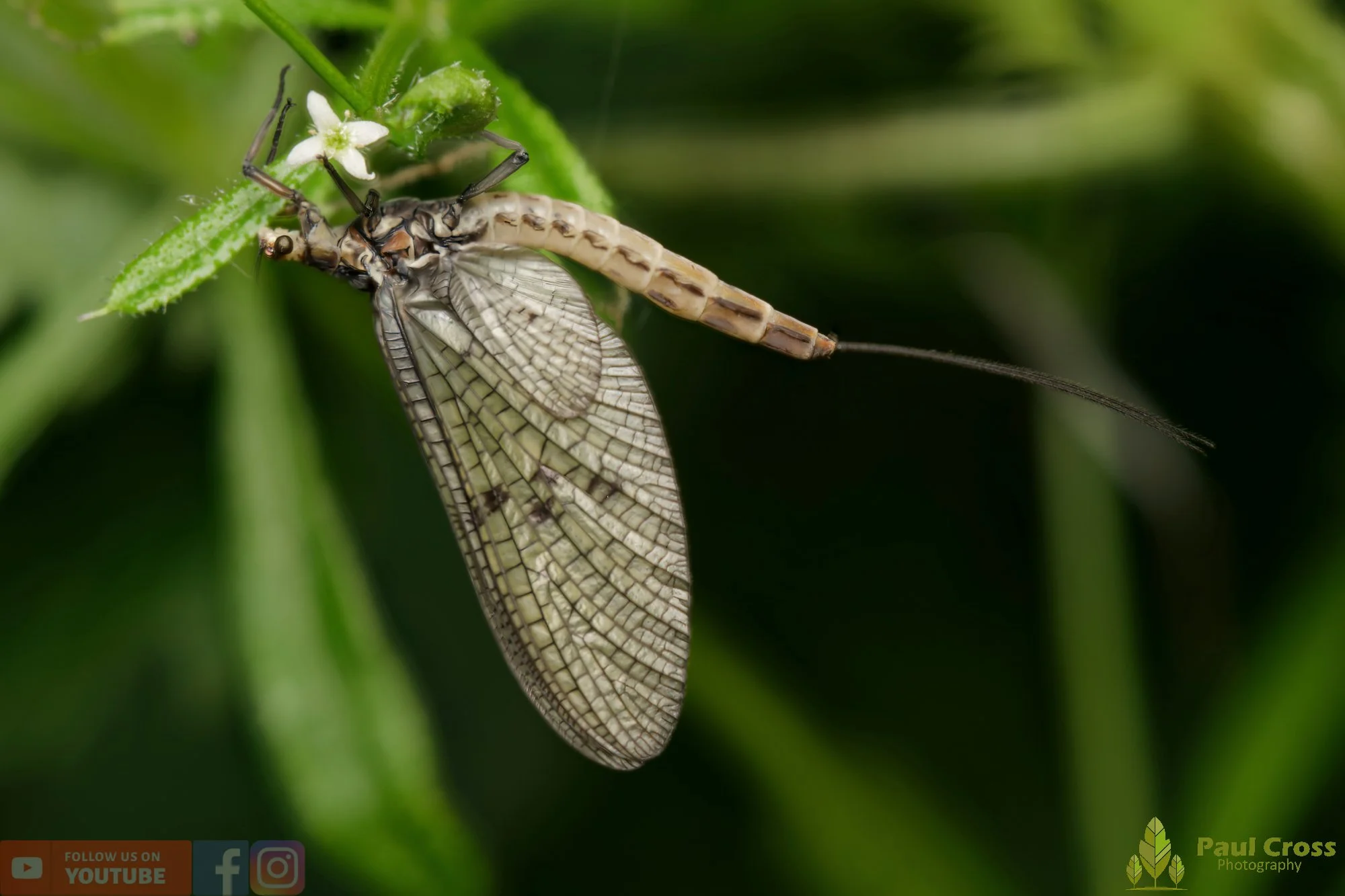 Green Drake Mayfly-00002.jpg