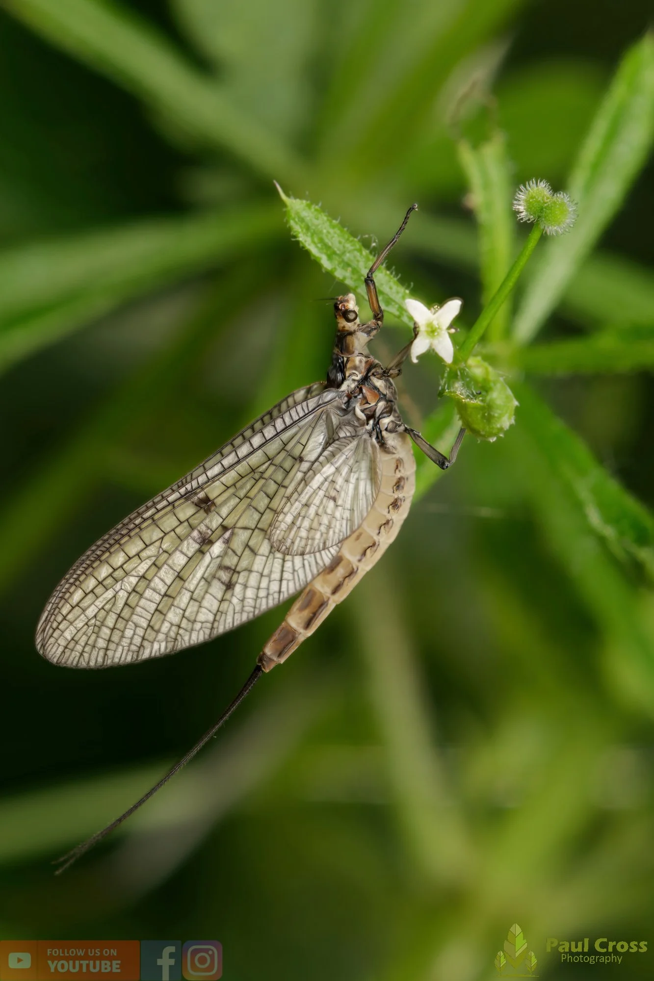 Green Drake Mayfly-00004.jpg